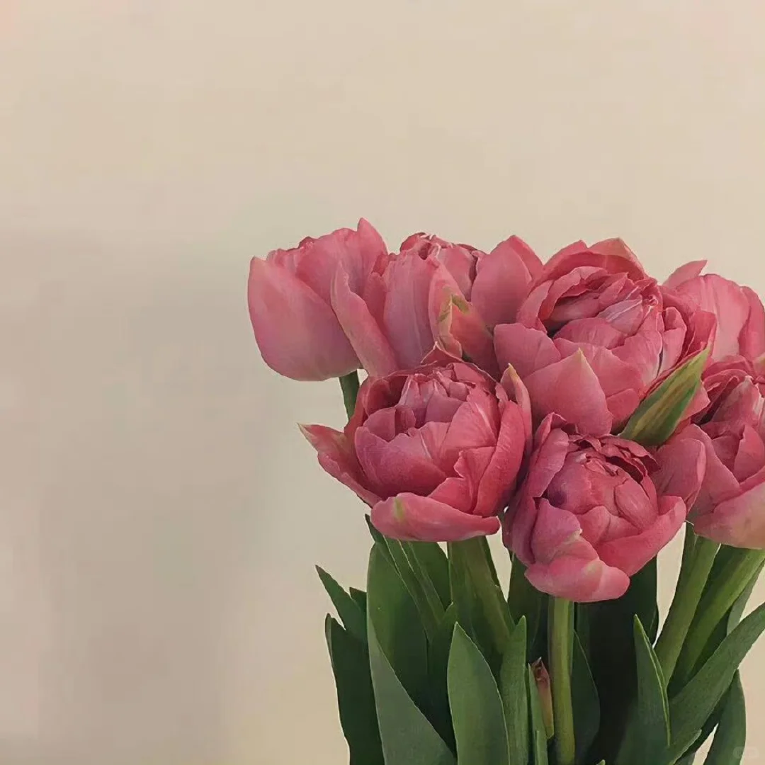 share｜一期 简约 干净背景图