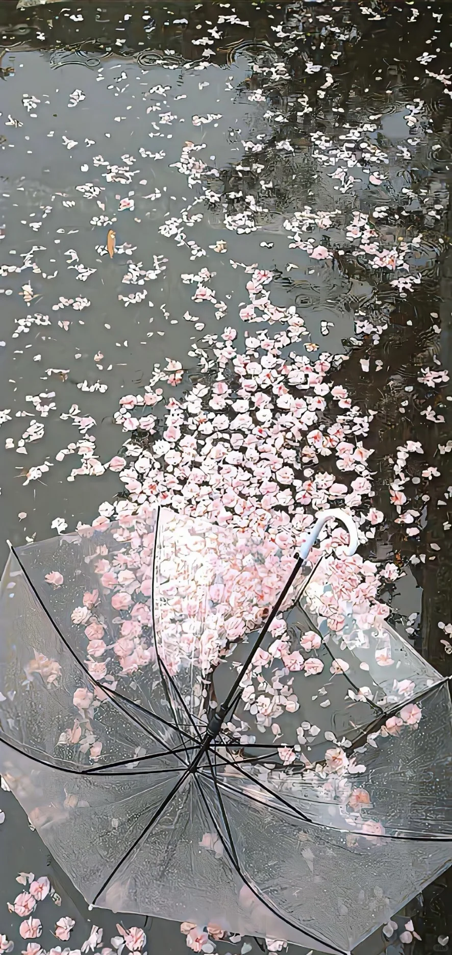 每日推荐｜iPhone 高级感 ins 小众氛围壁纸