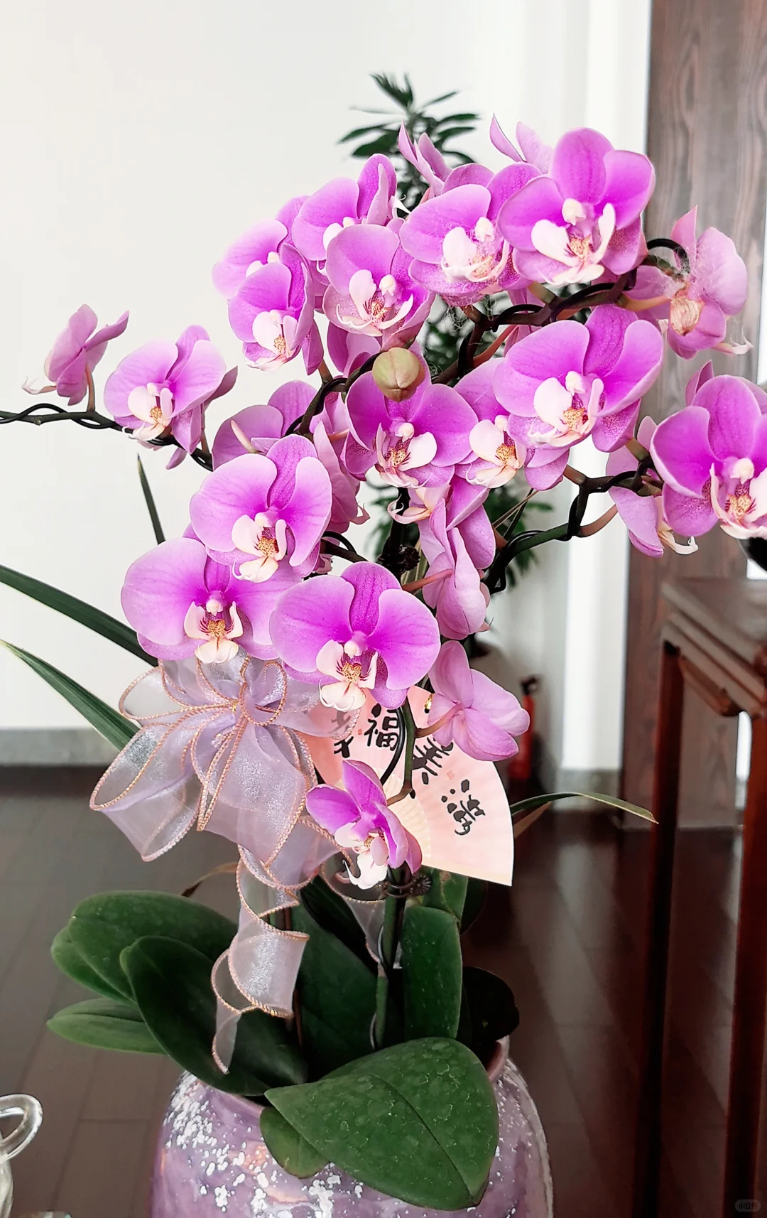 女人如花，必须气血充足！