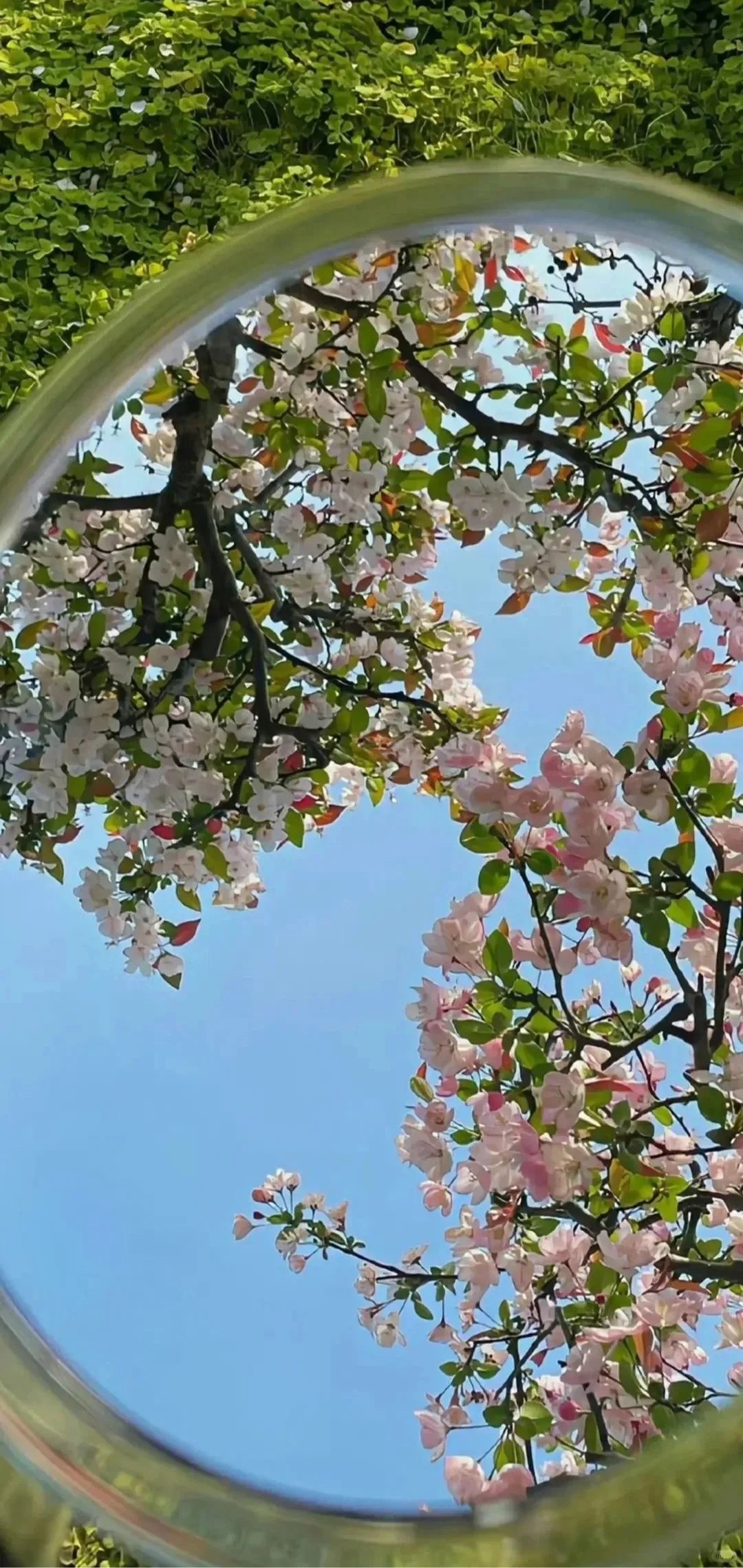 是生命力的味道/每日壁纸分享✨