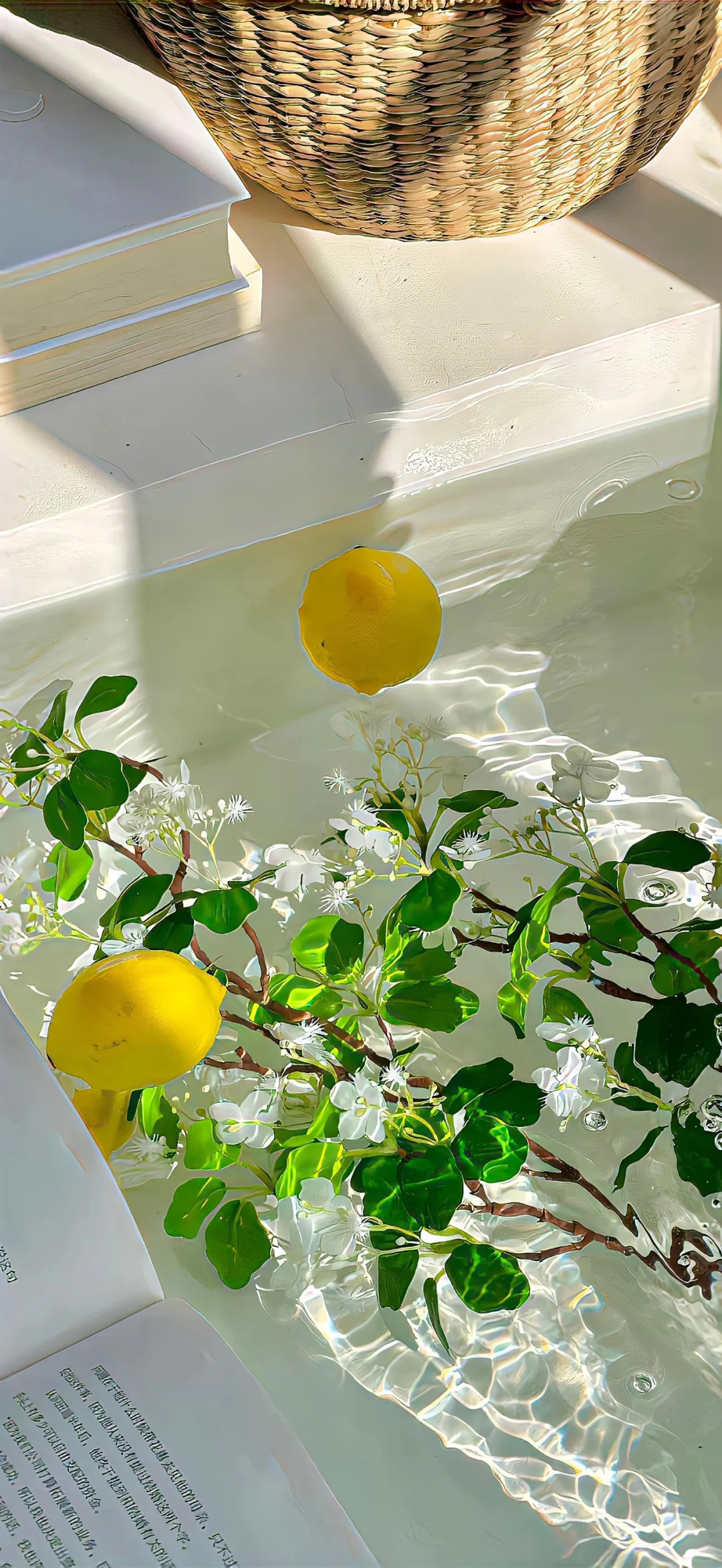 𝙎𝙃𝘼𝙍𝙀 | 清凉壁纸🍋
