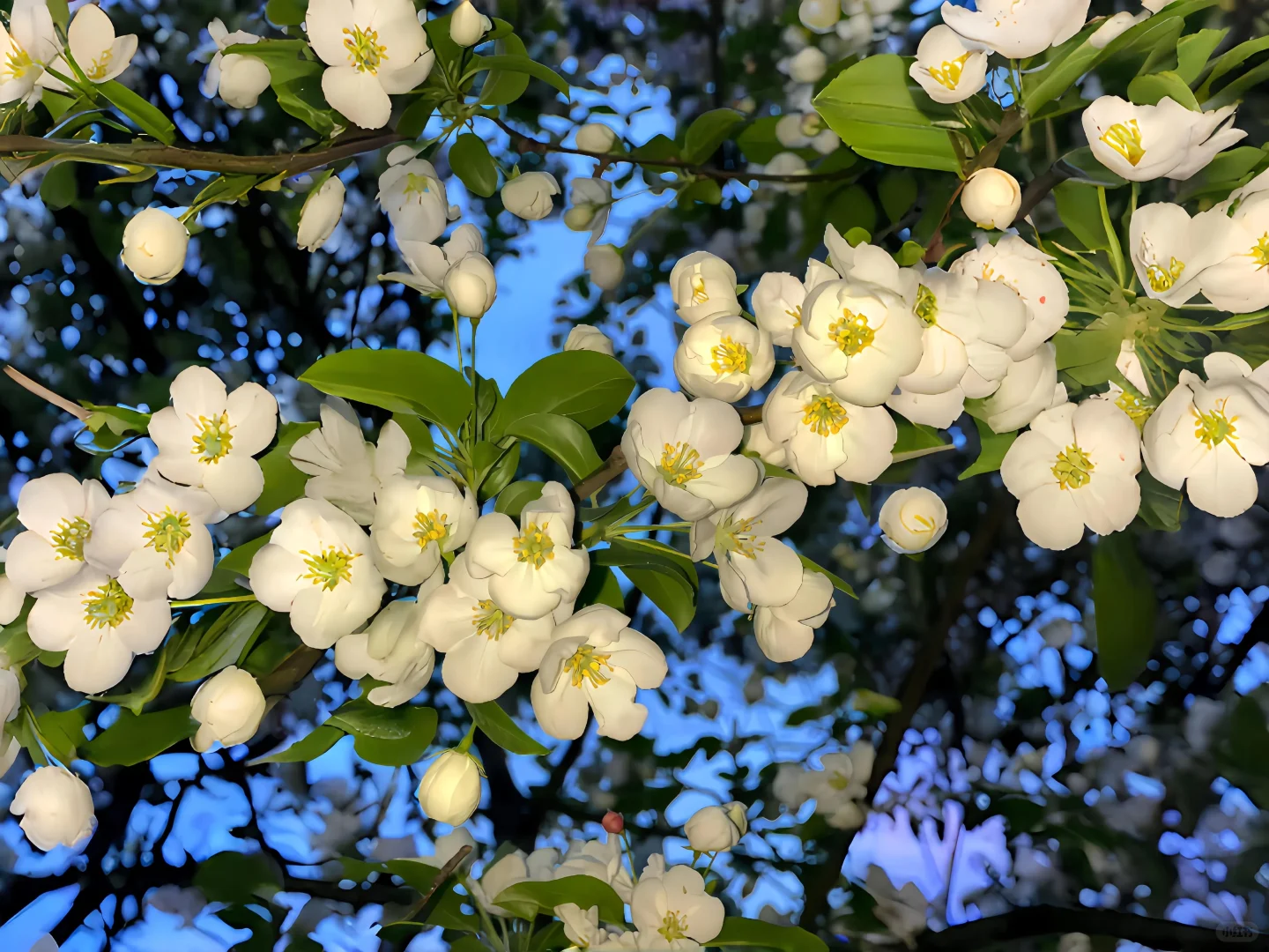 Share | 平板壁纸