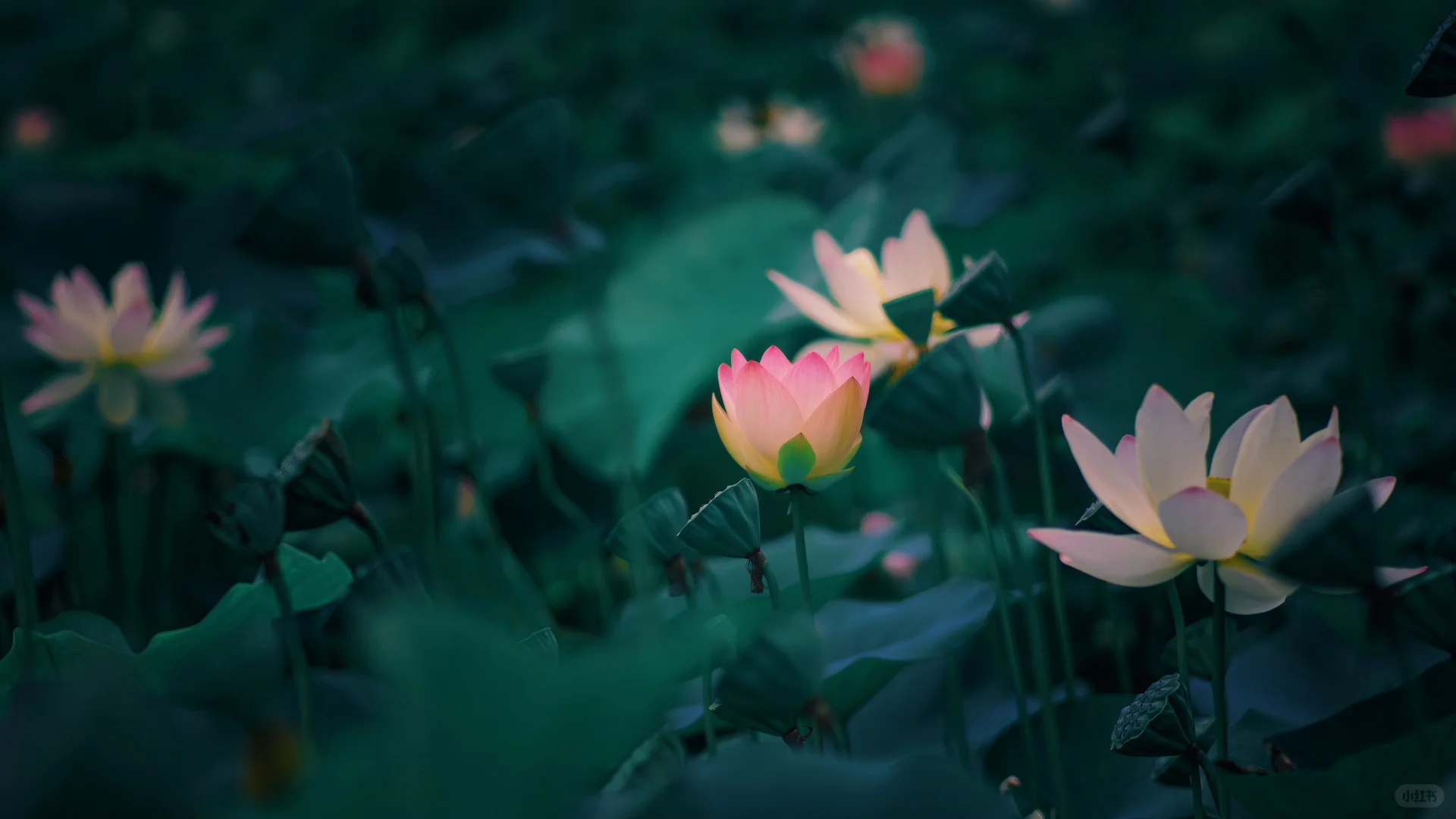 桌面壁纸 治愈系[高清4K] 第一弹