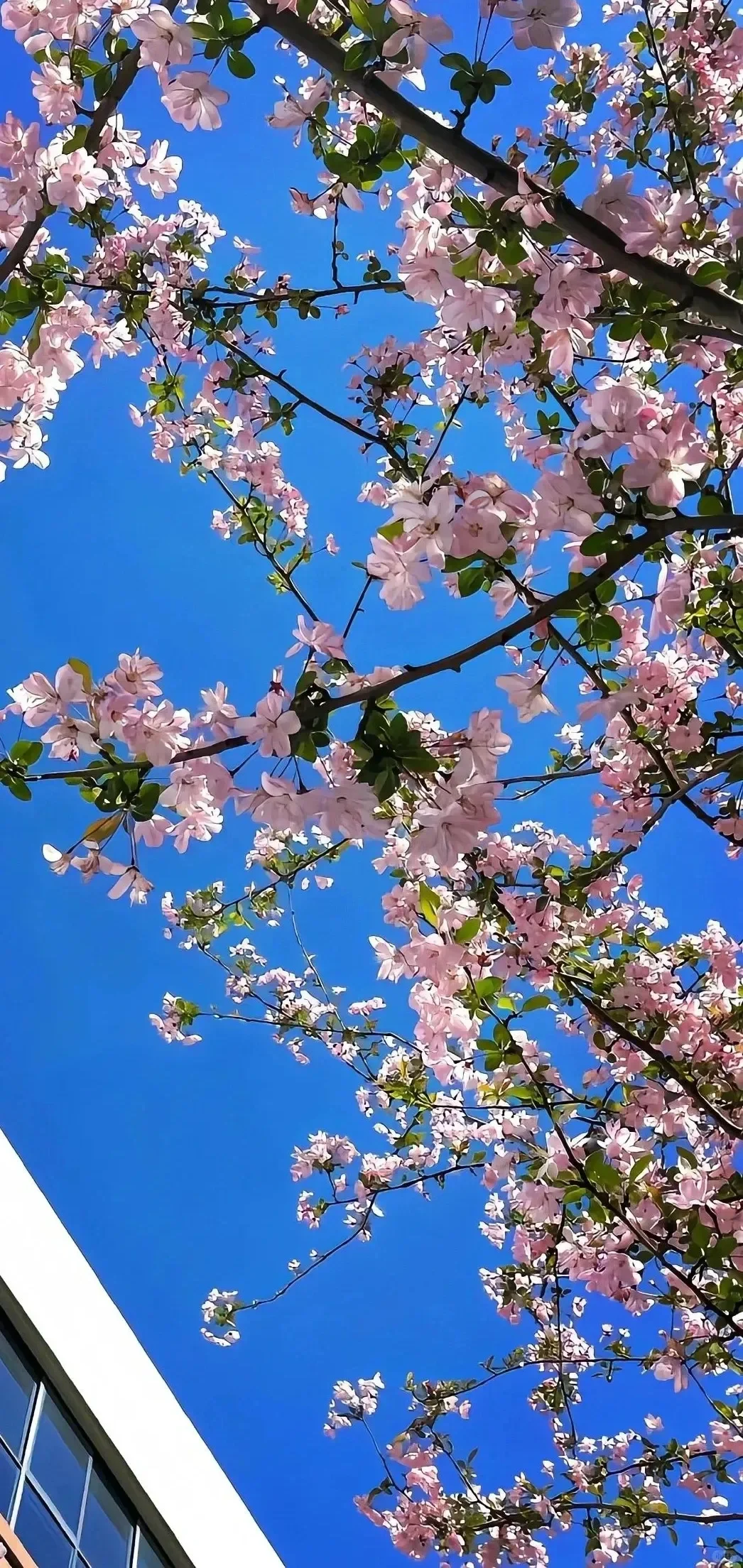 是生命力的味道/每日壁纸分享✨