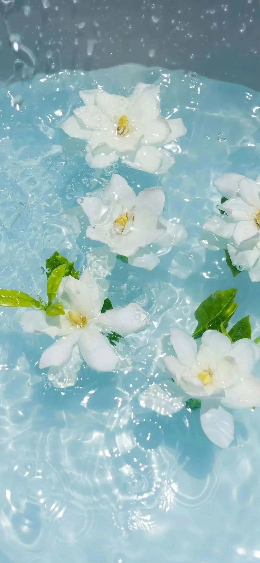 𝙎𝙃𝘼𝙍𝙀 | 清凉壁纸🍋