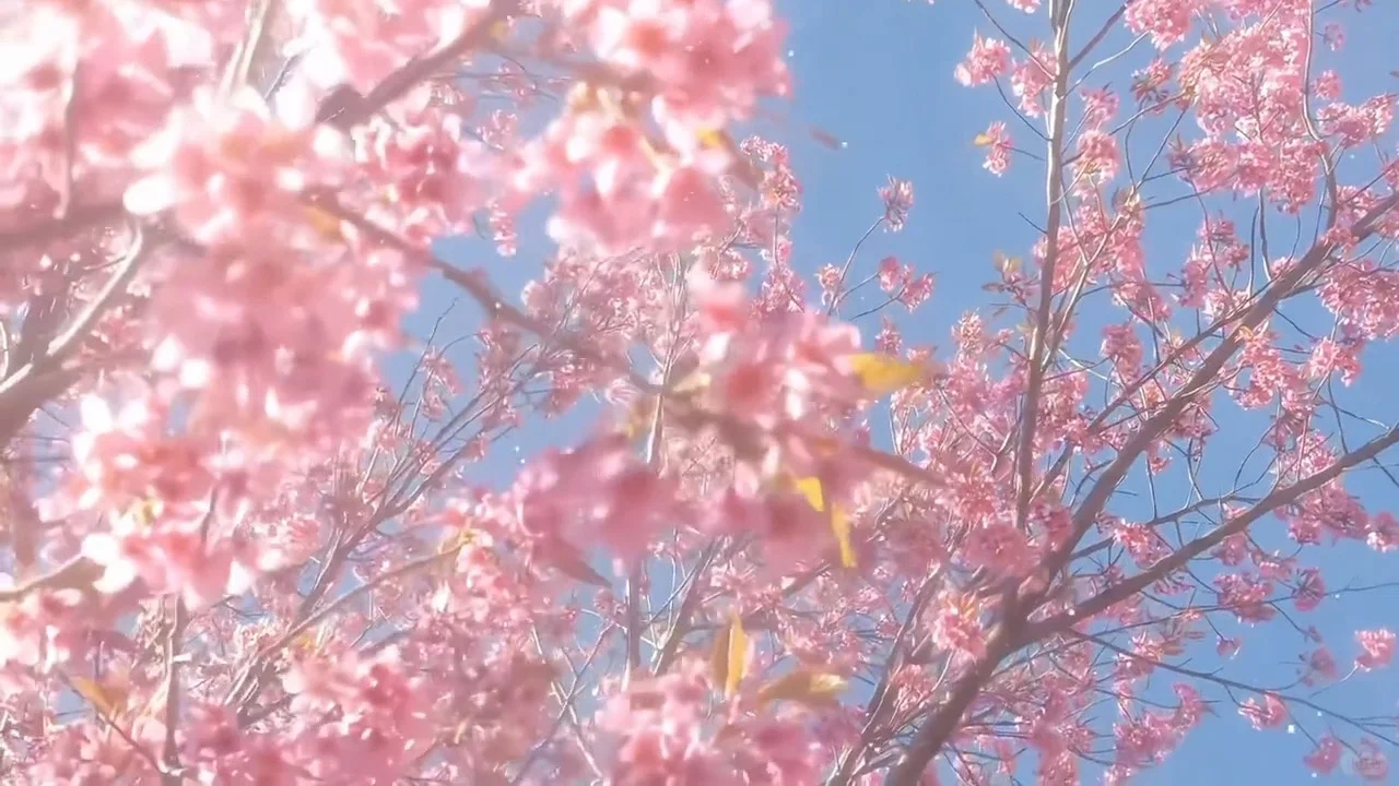 不是，这动态壁纸都拿不下你！