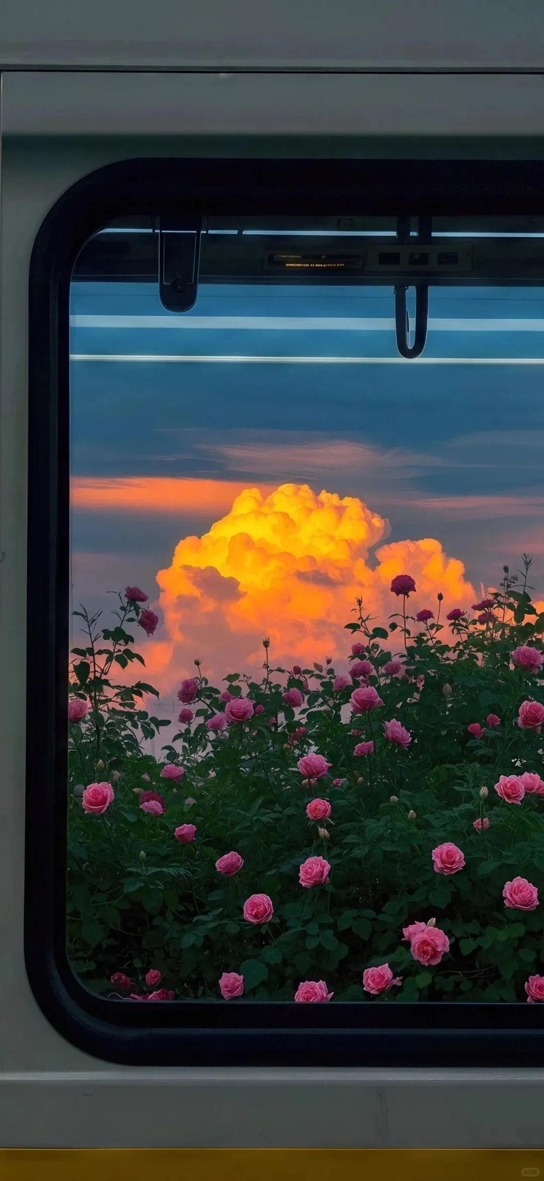 𝙎𝙝𝙖𝙧𝙚｜夏日海边鲜花壁纸