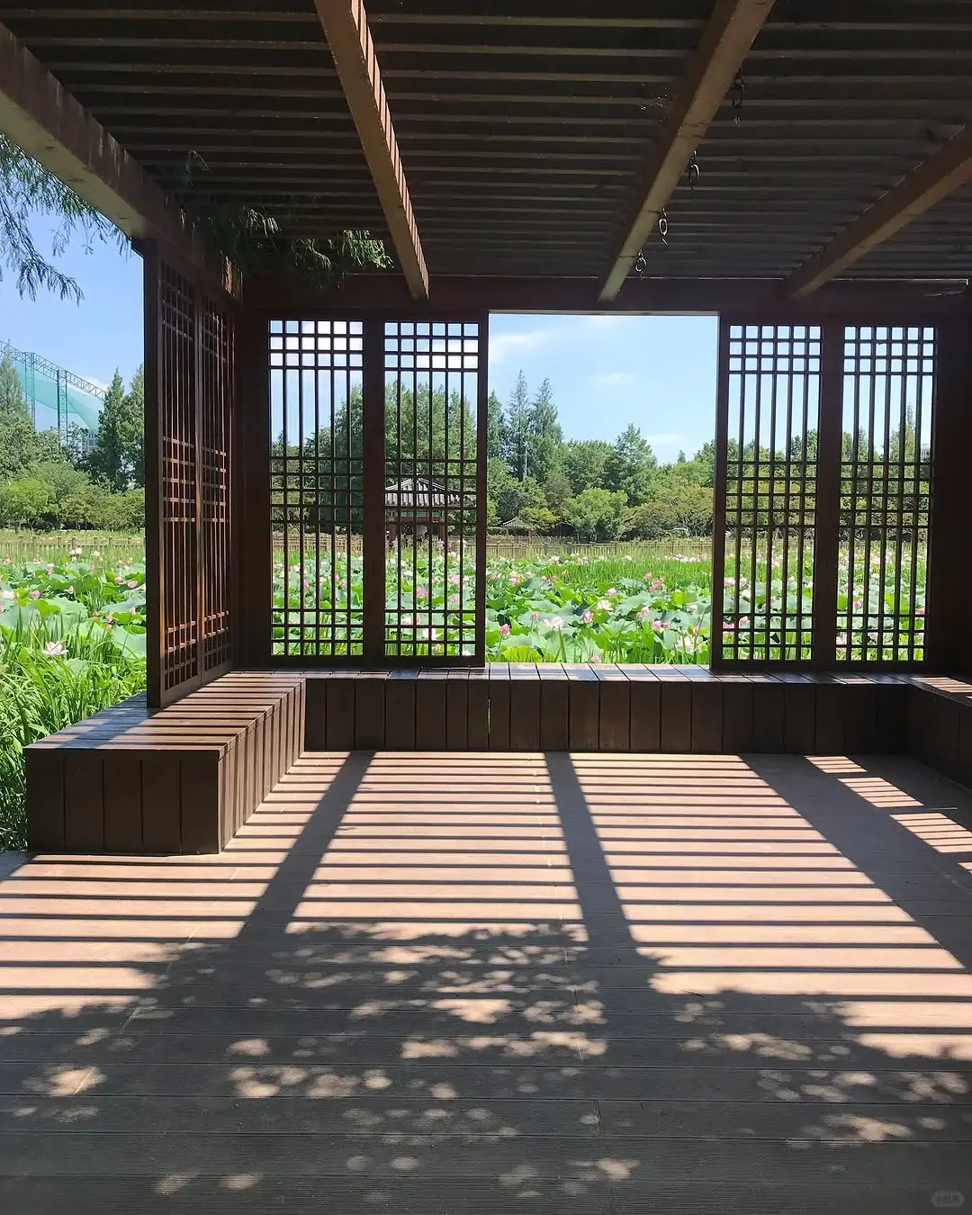 审美积累｜盛夏里的一抹绿🍃