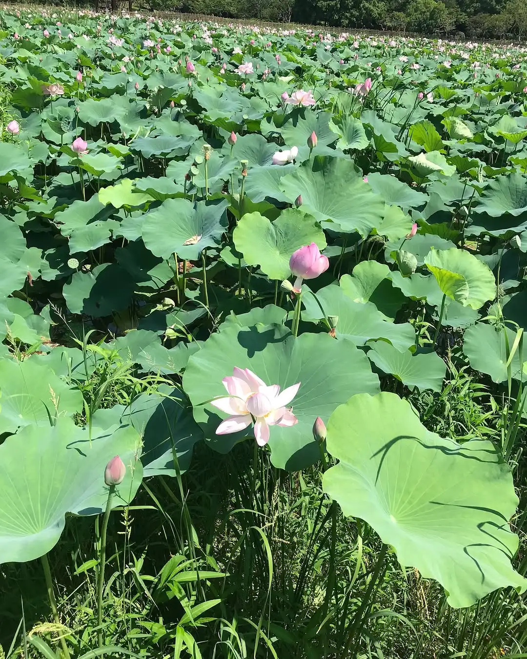 审美积累｜盛夏里的一抹绿🍃