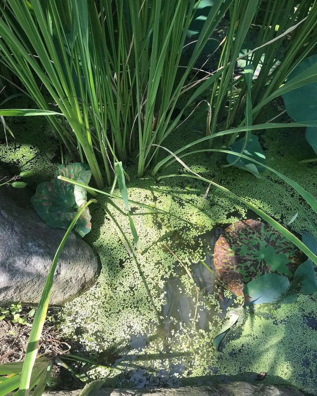 审美积累｜盛夏里的一抹绿🍃