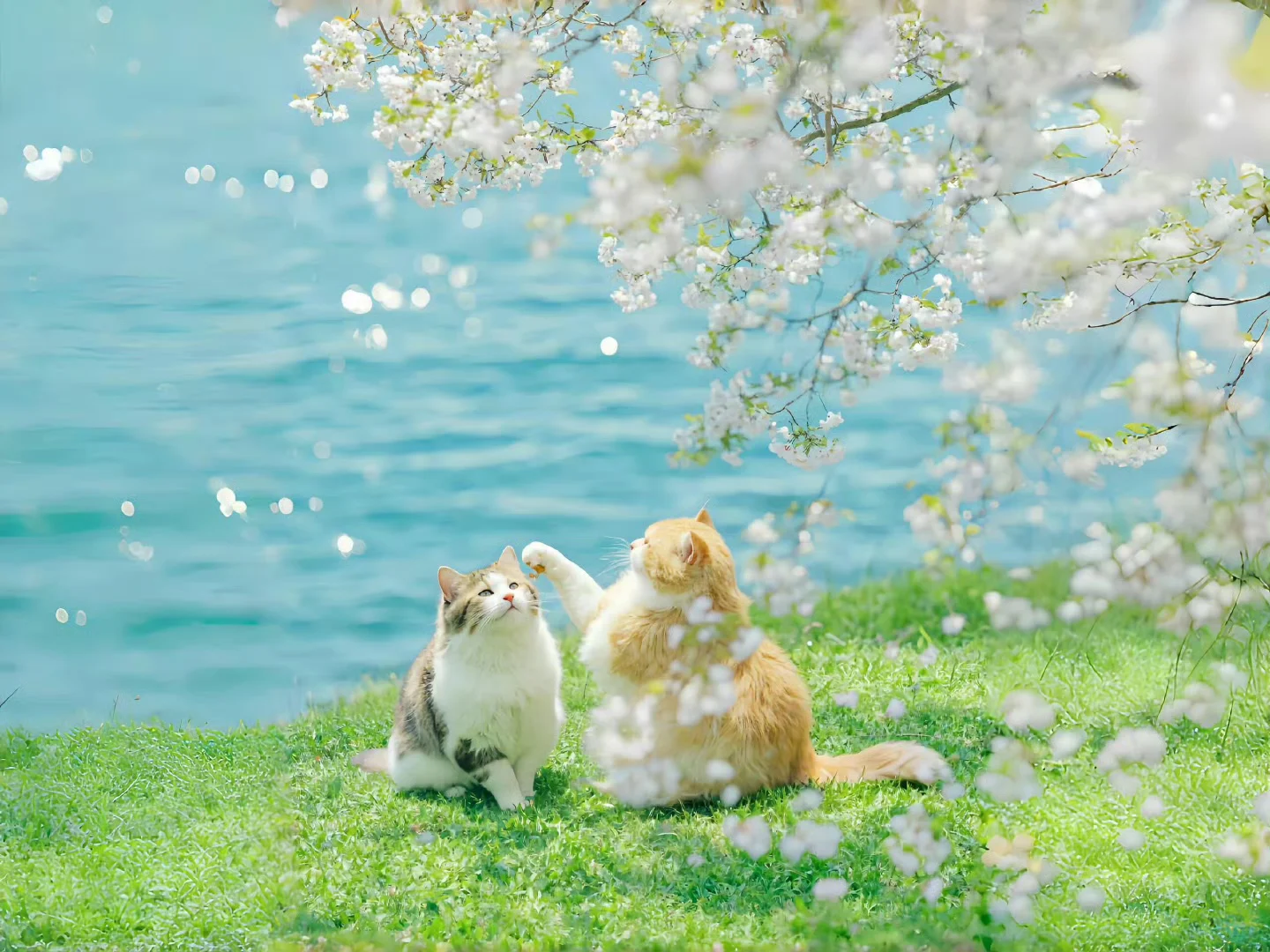 𝐒𝐡𝐚𝐫𝐞平板壁纸 | 生命力