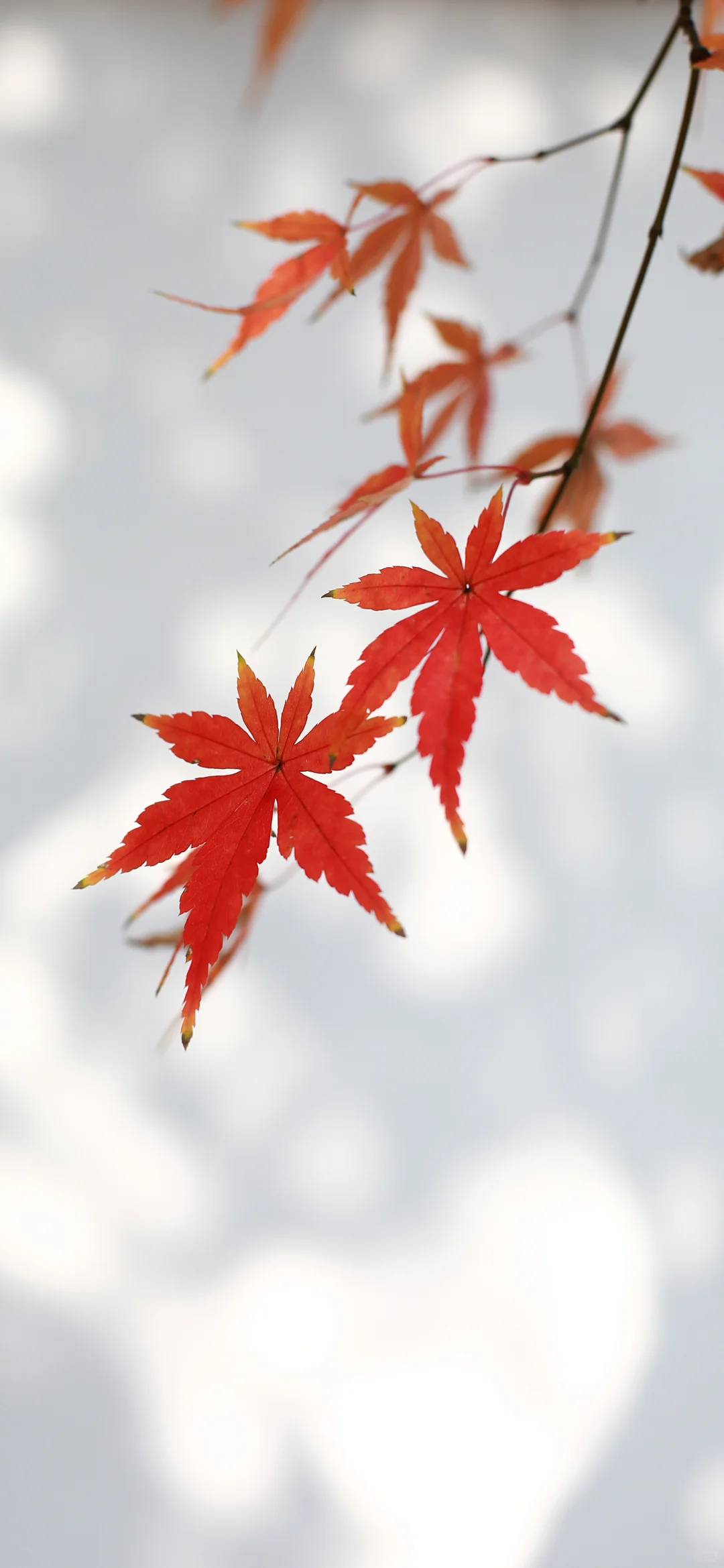 秋 | 高清壁纸🍁