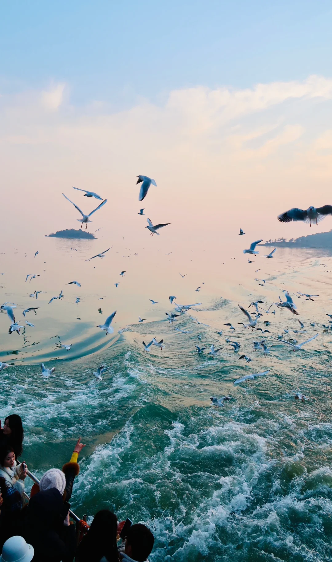 落日橘子海与海鸥🕊️