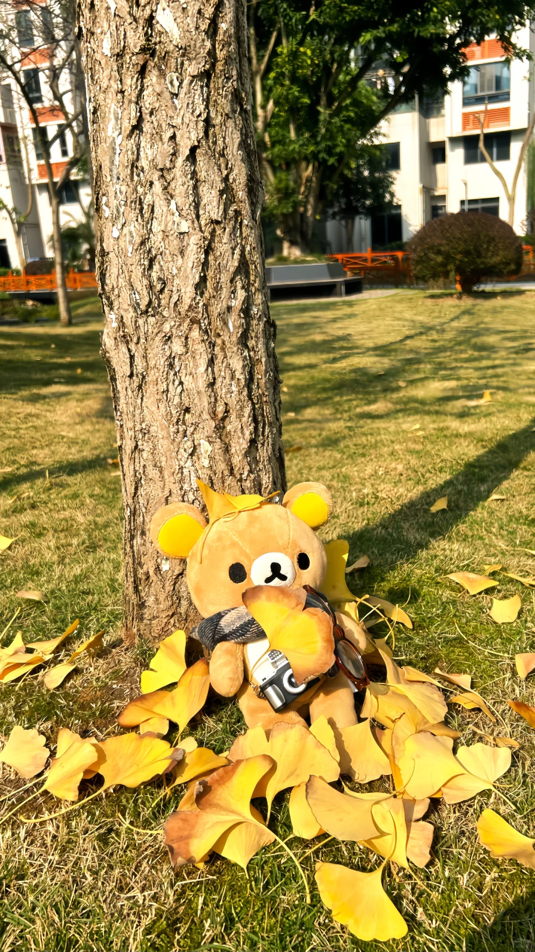 🍁🍂