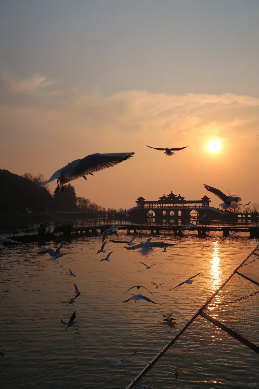 落日橘子海与海鸥🕊️