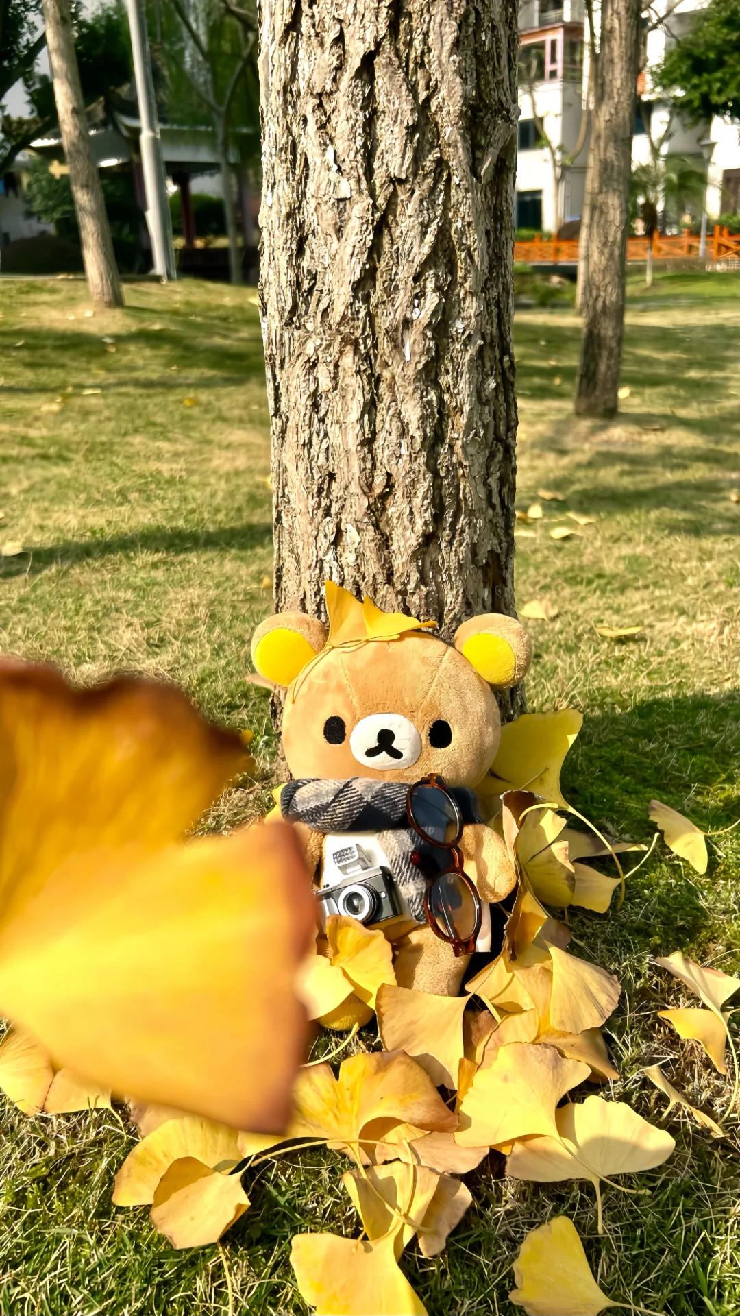 🍁🍂