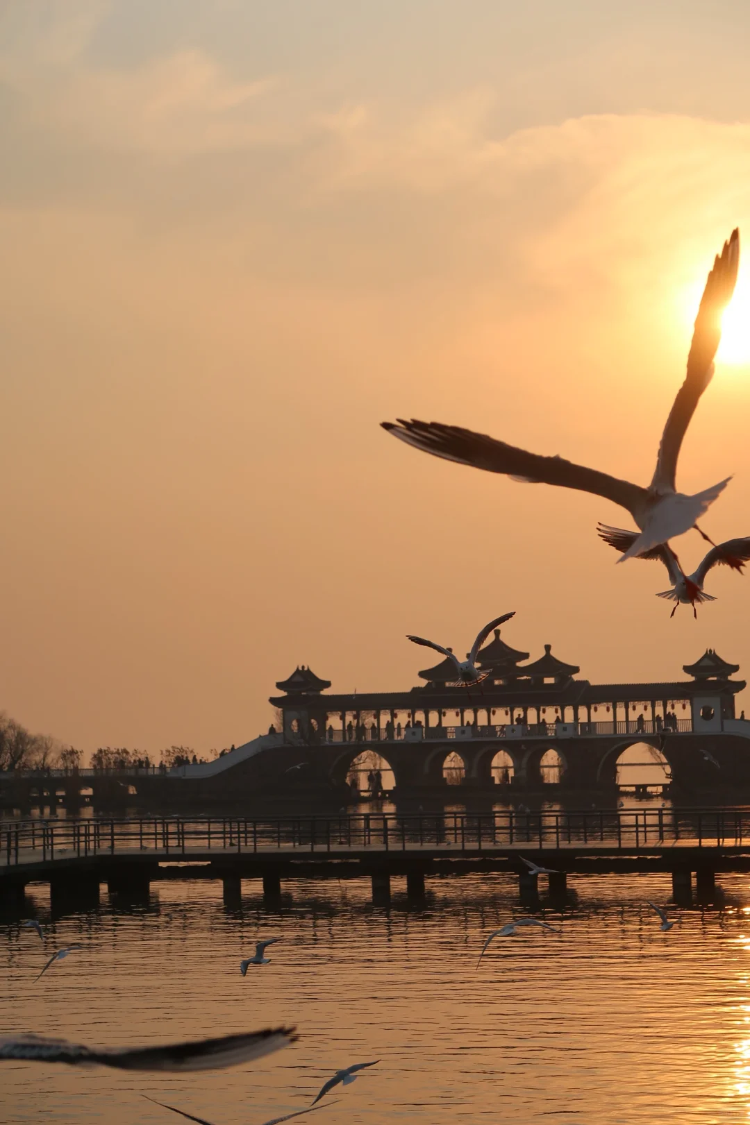 落日橘子海与海鸥🕊️