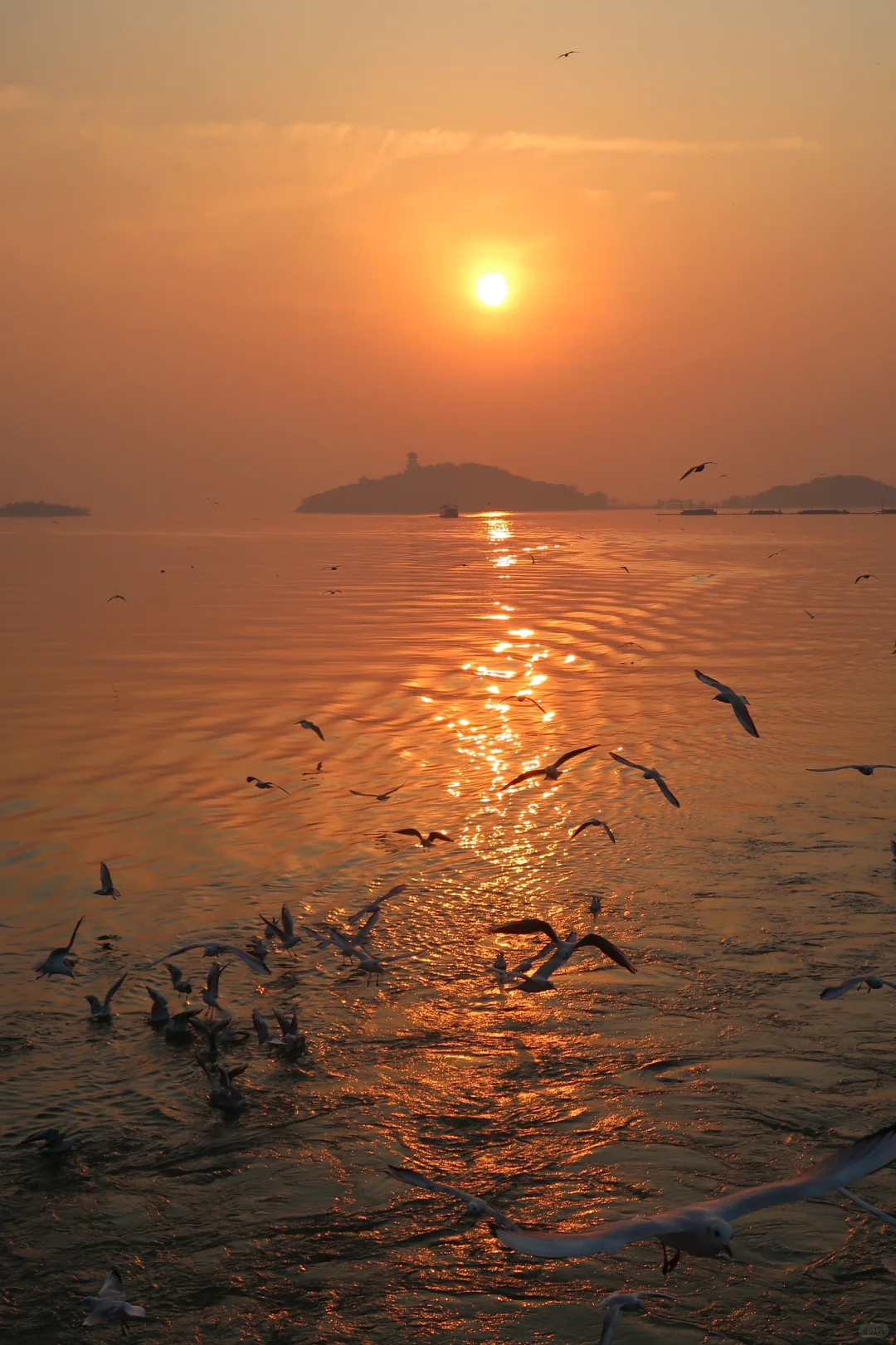 落日橘子海与海鸥🕊️