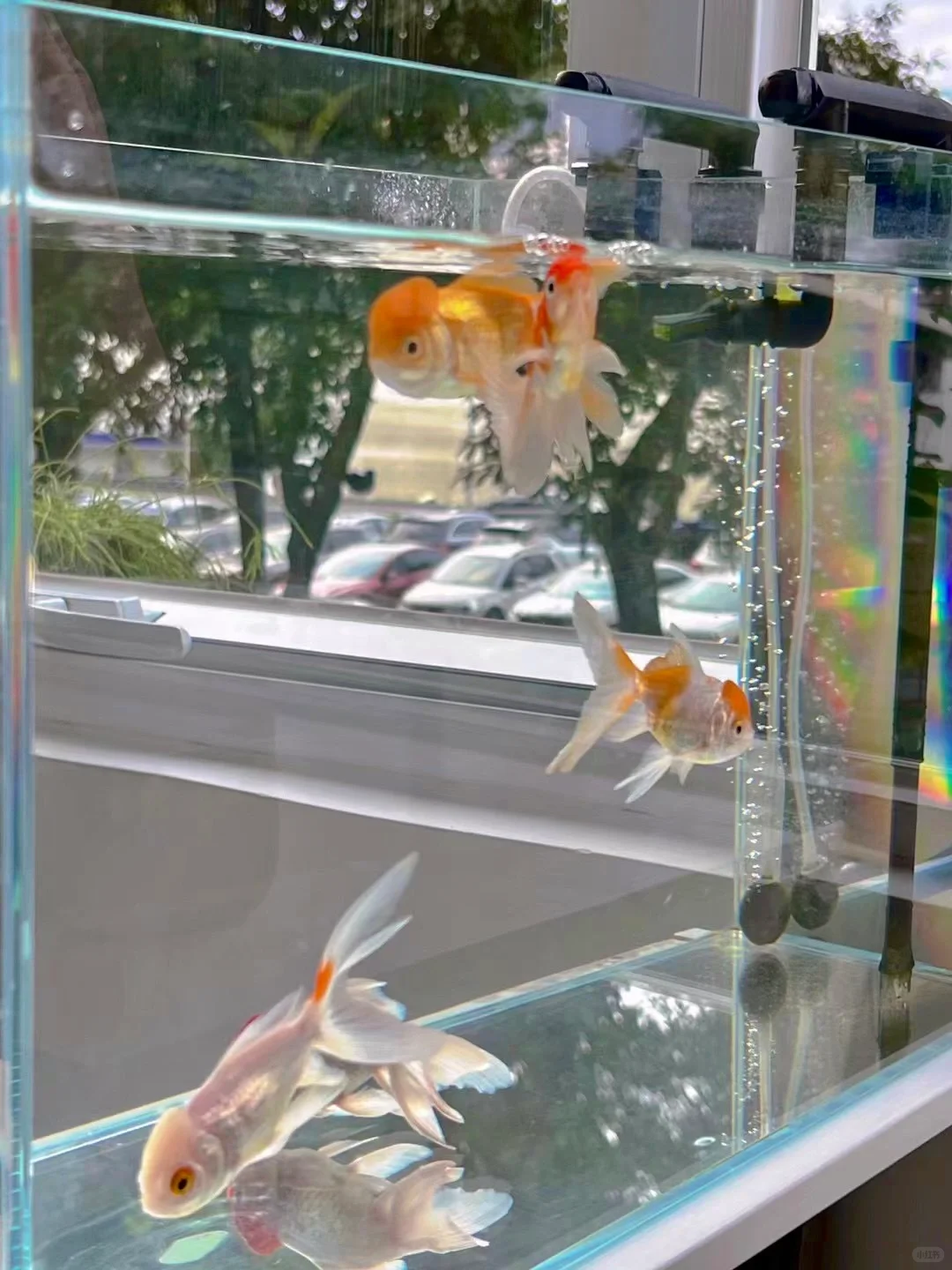 惠州探店｜天然子