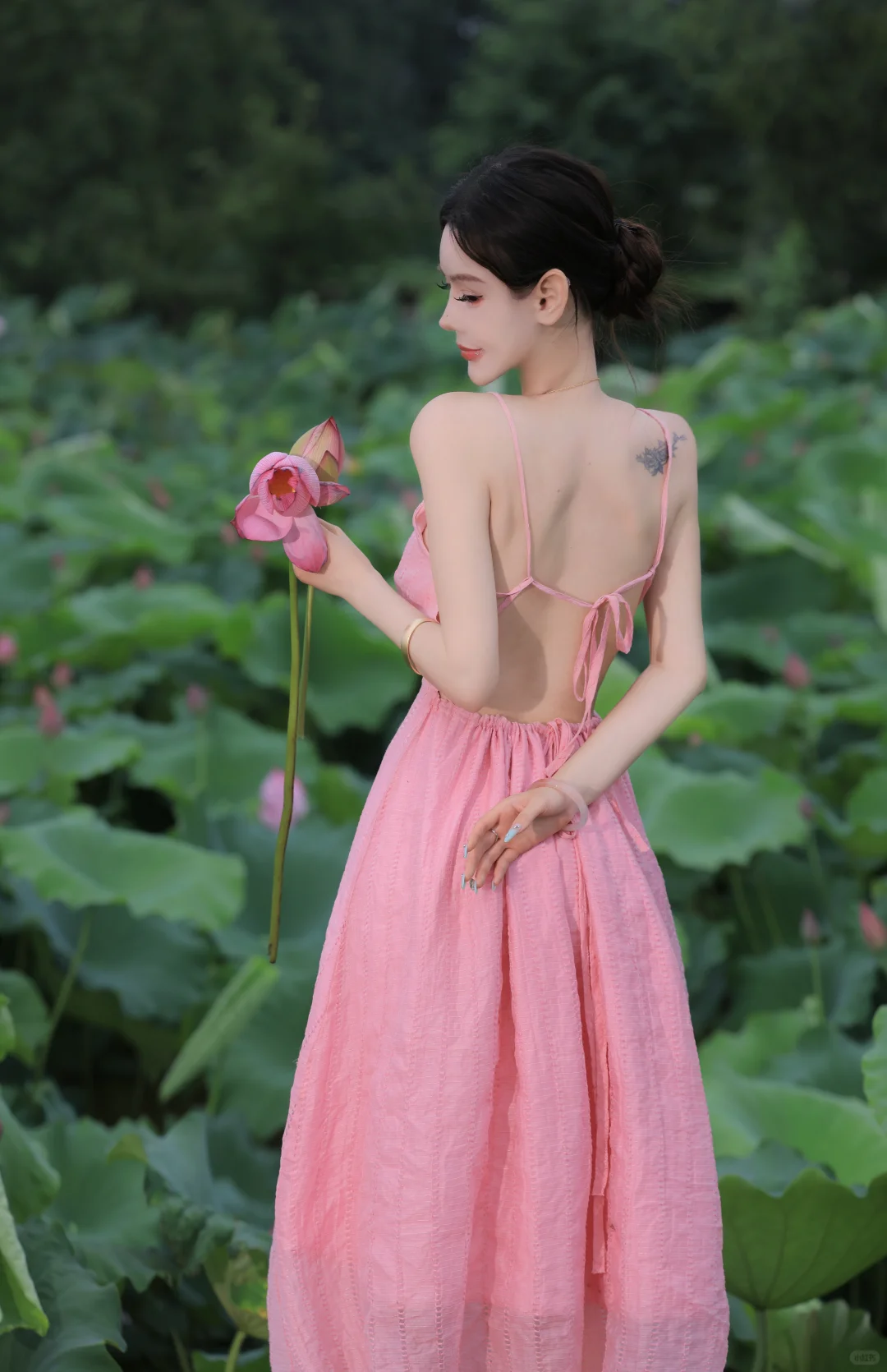 🪷荷花系列🪷