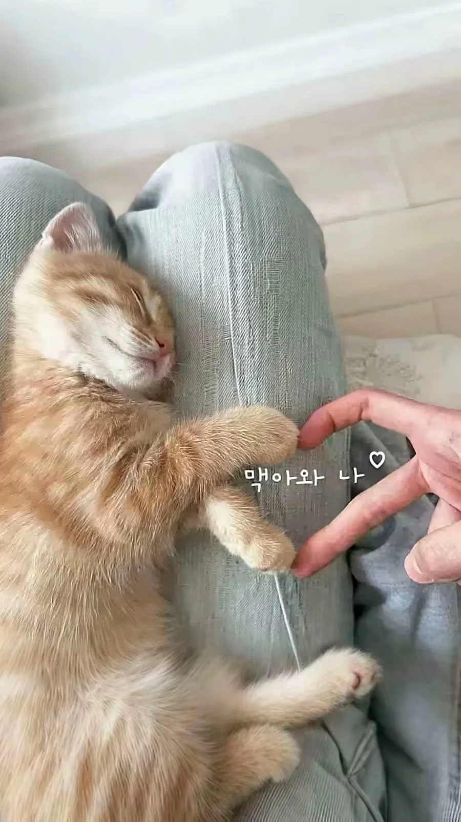 来个壁纸吧🌿