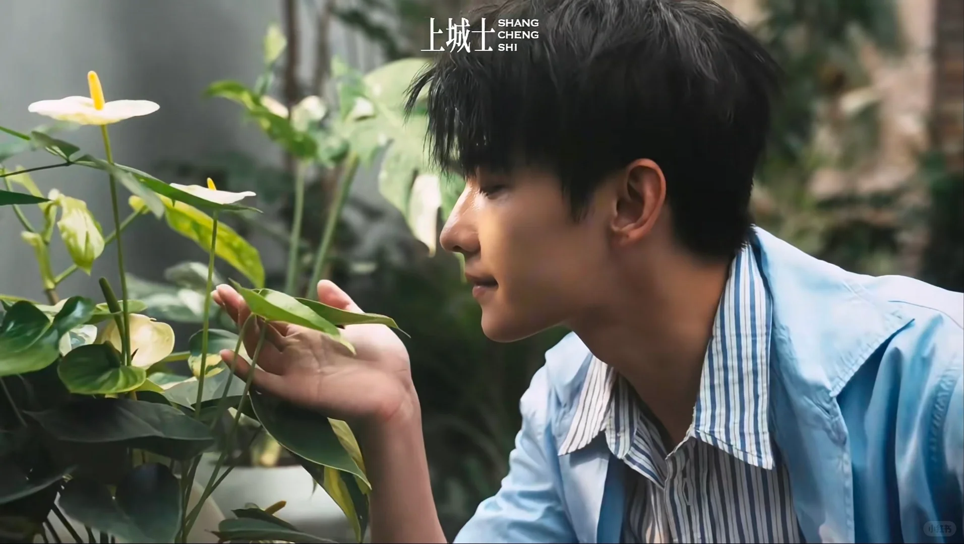 杨洋壁纸