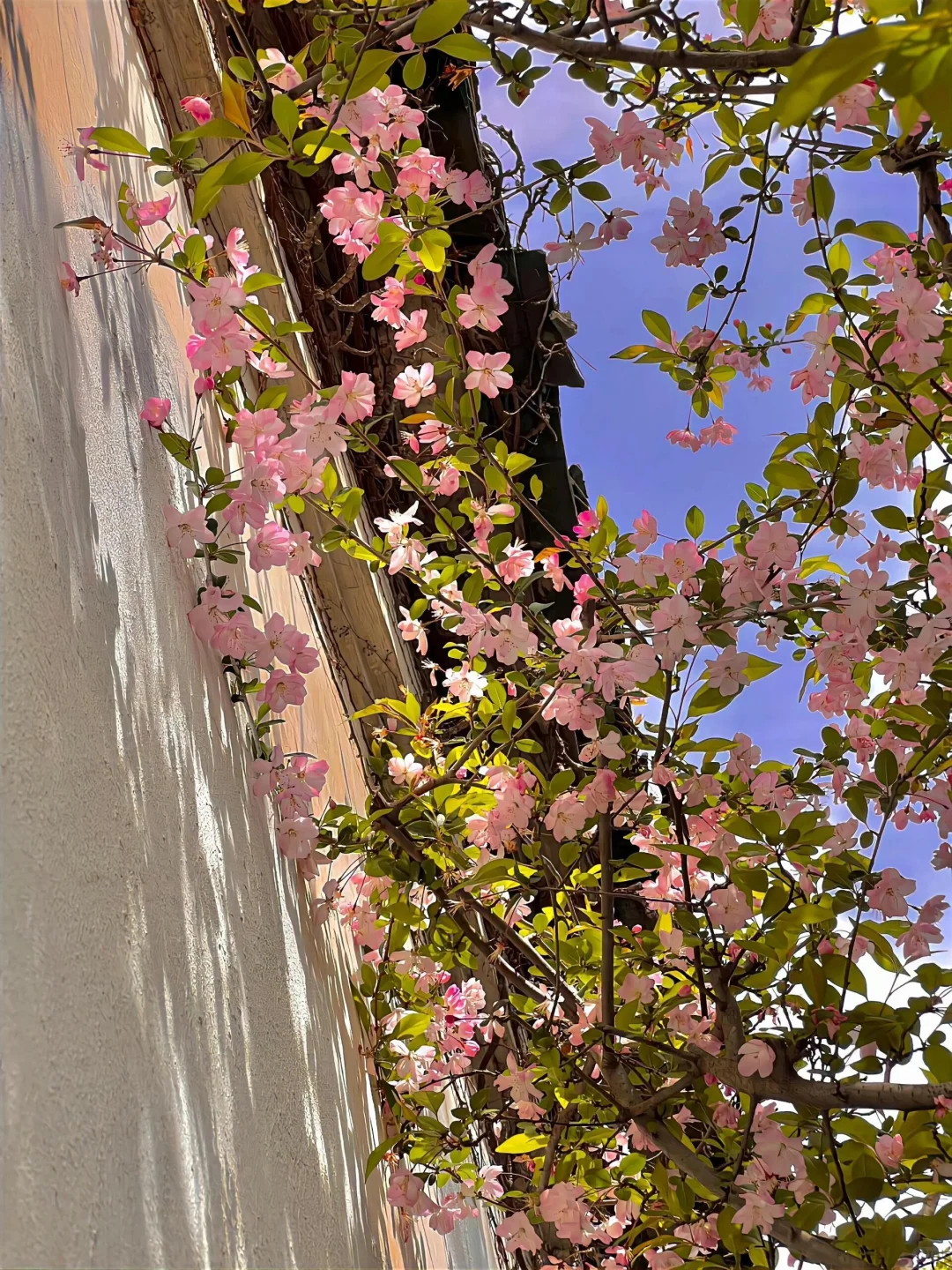 生命是一万次的春和景明