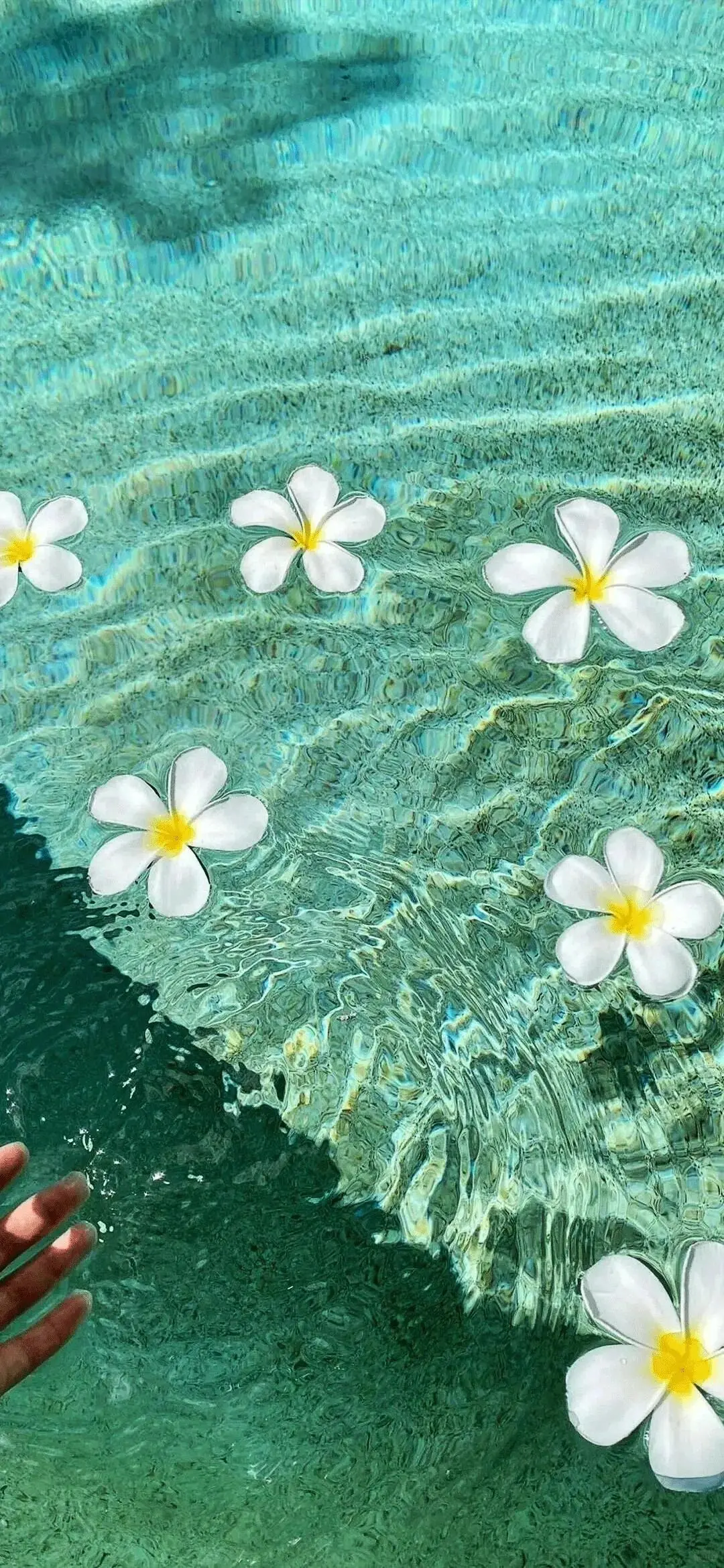 𝙎𝙝𝙖𝙧𝙚｜清凉感壁纸