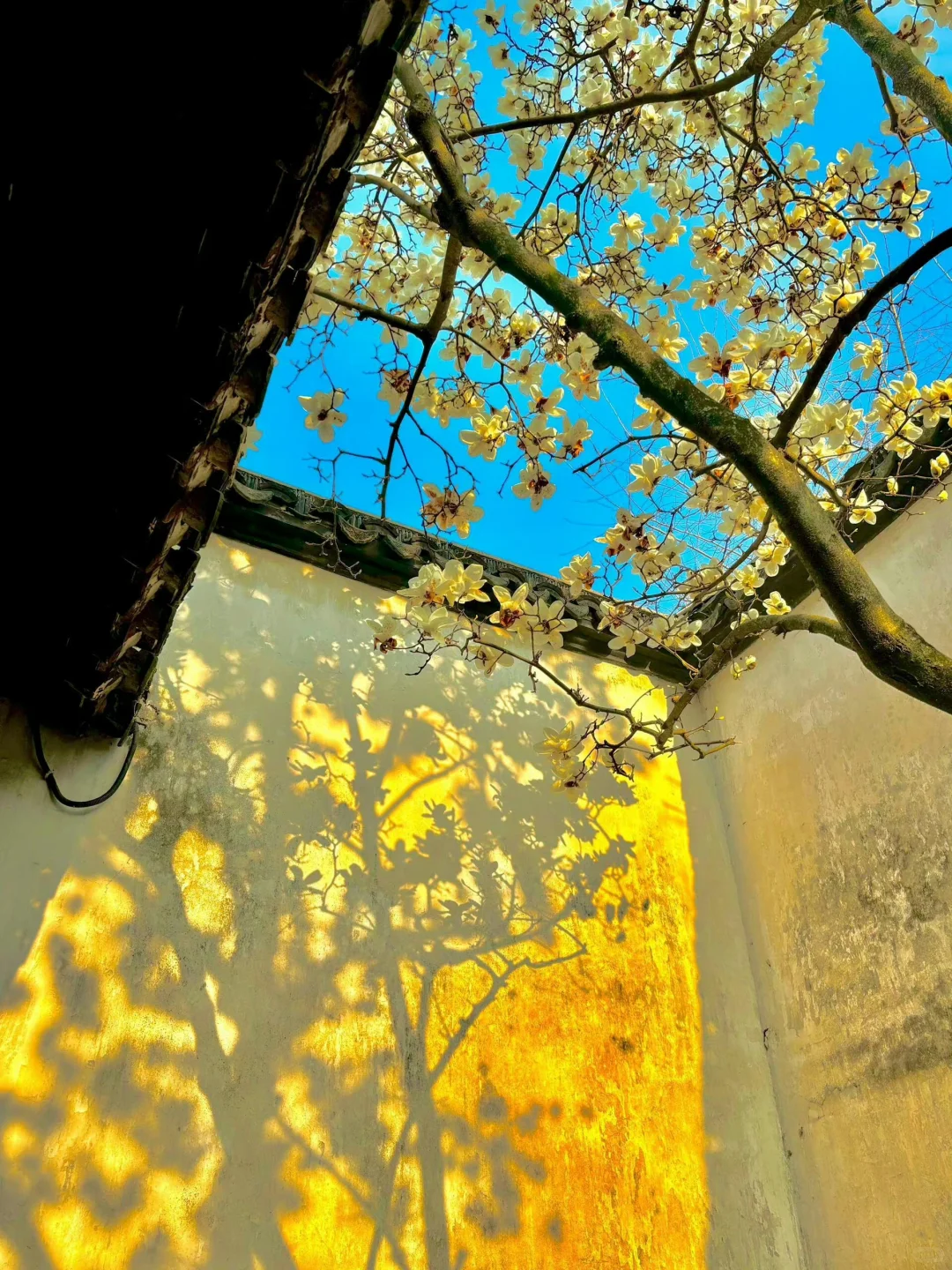 生命是一万次的春和景明