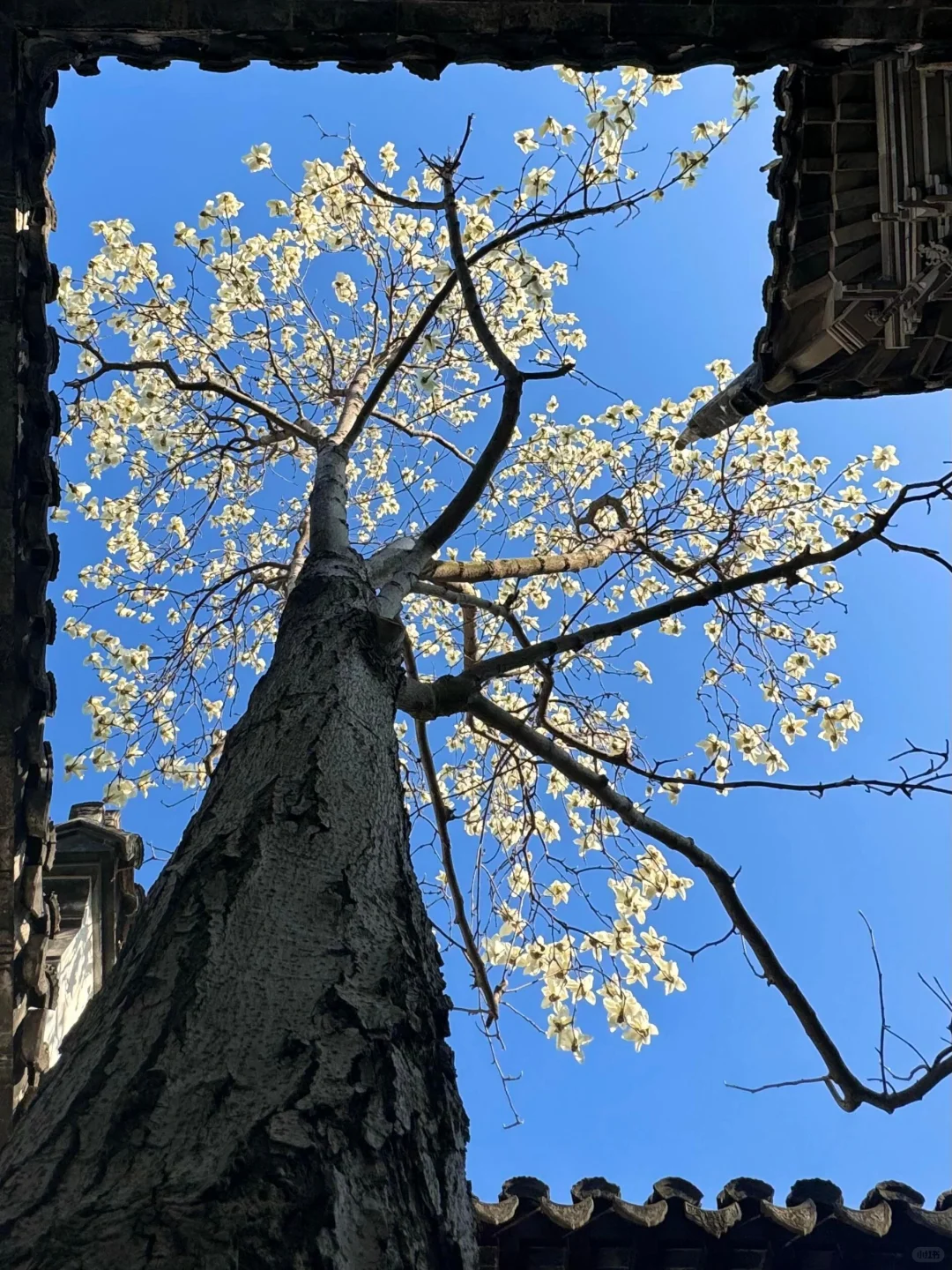 生命是一万次的春和景明