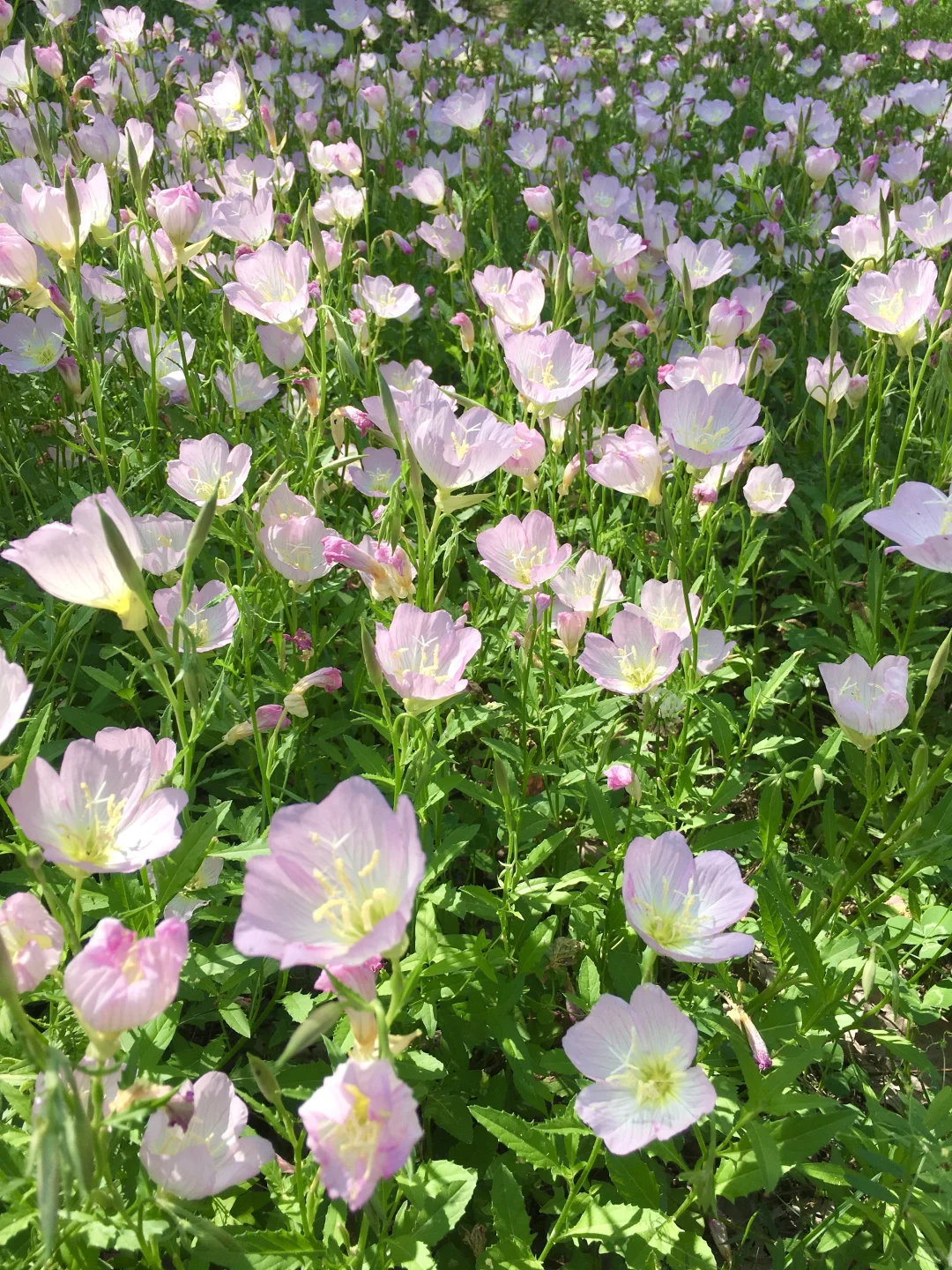 翻到一组春天🌸
