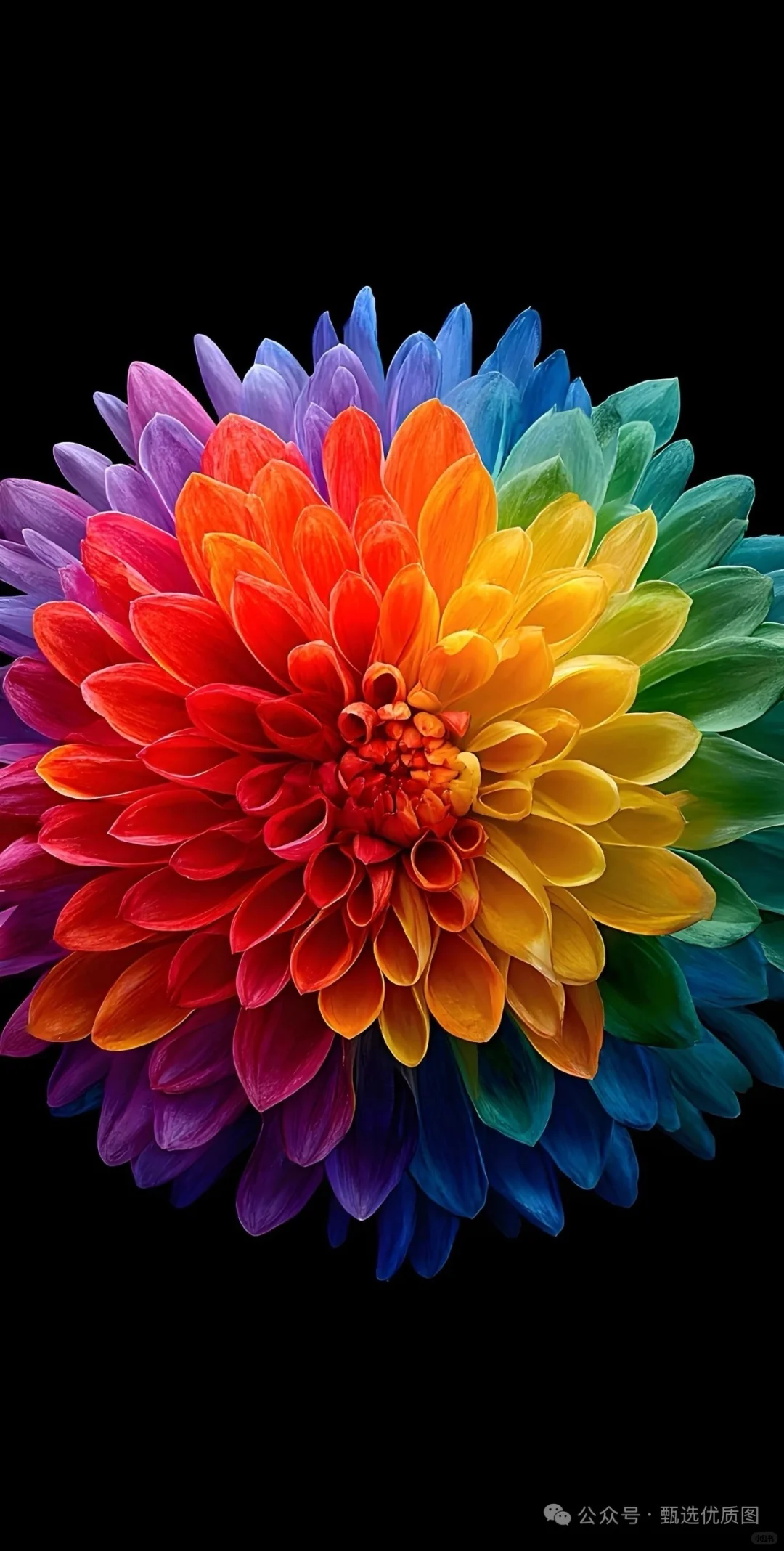 每日壁纸分享～小花花太美了