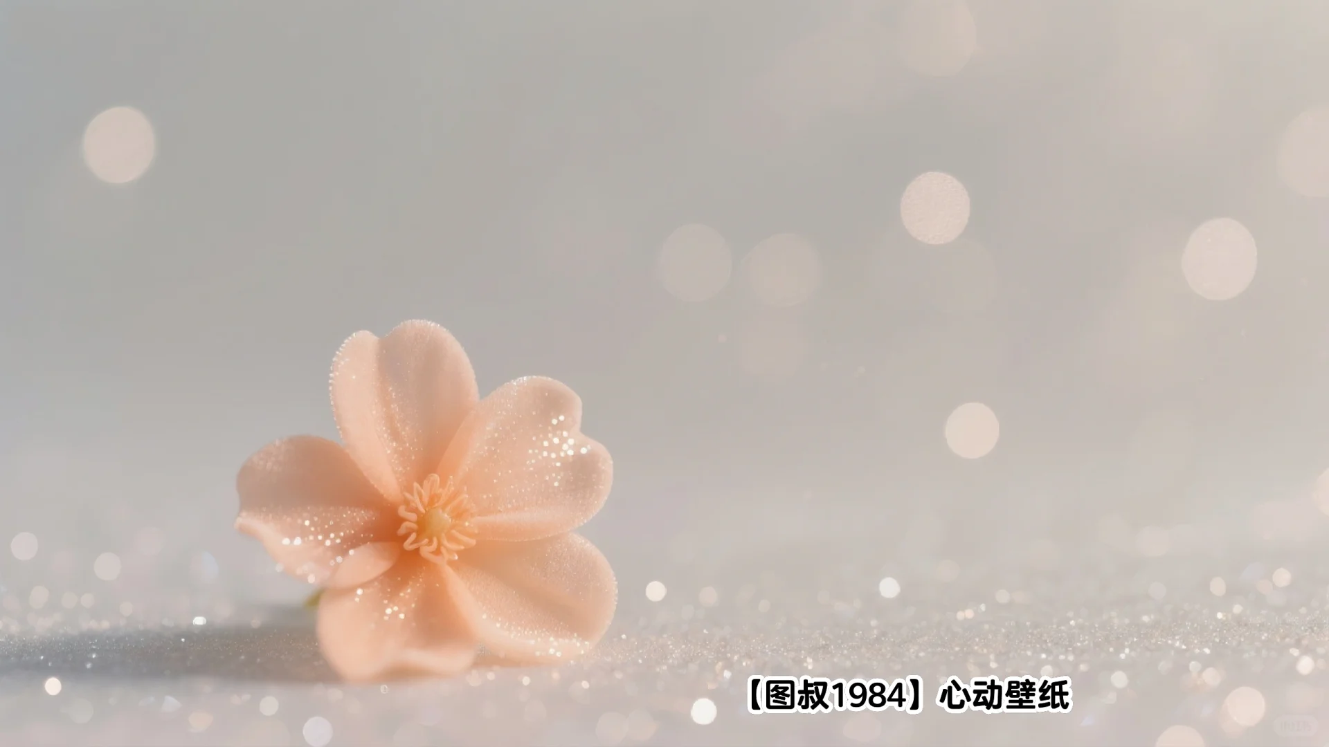 🌼一朵浅橘，是落在心上的浪漫