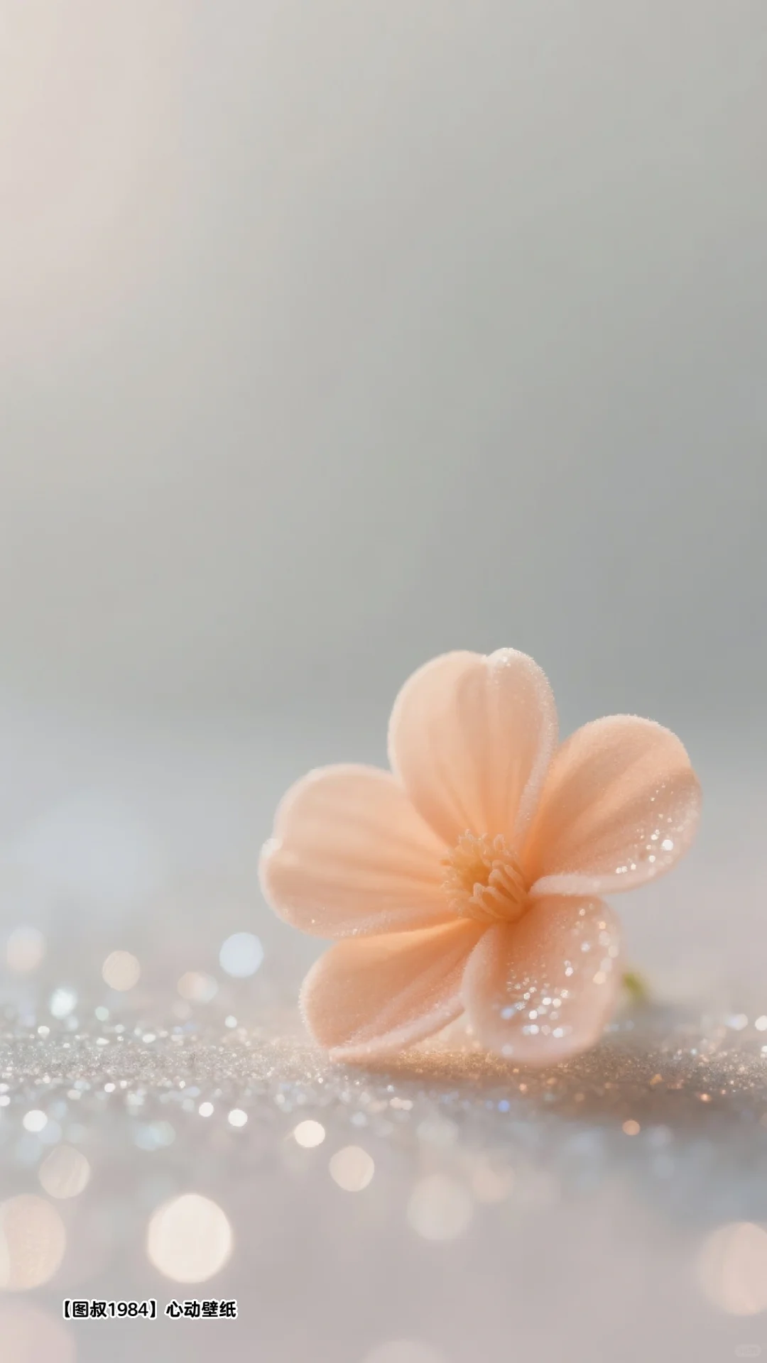🌼一朵浅橘，是落在心上的浪漫