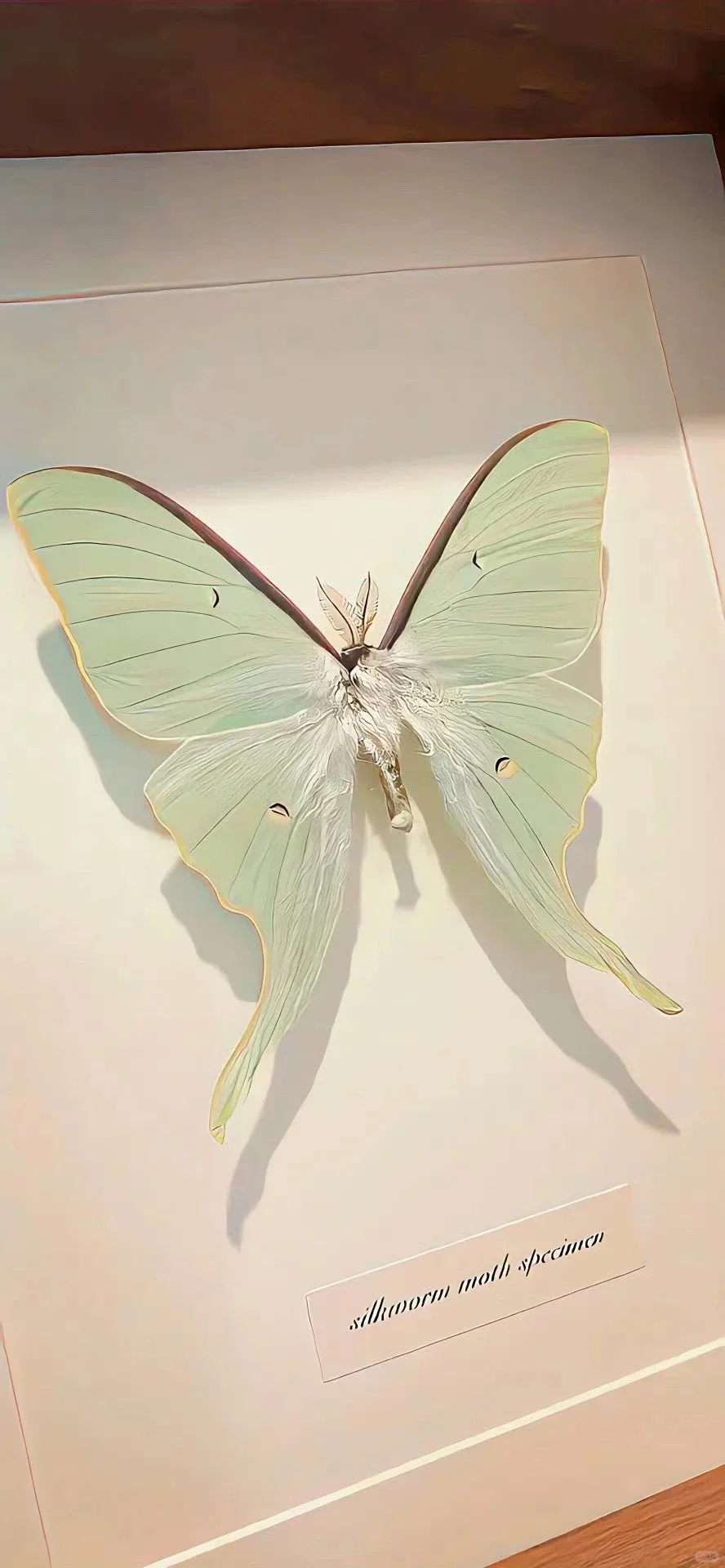 🦋关于蝴蝶～高级氛围感壁纸✩˚₊ ‧ 🫧