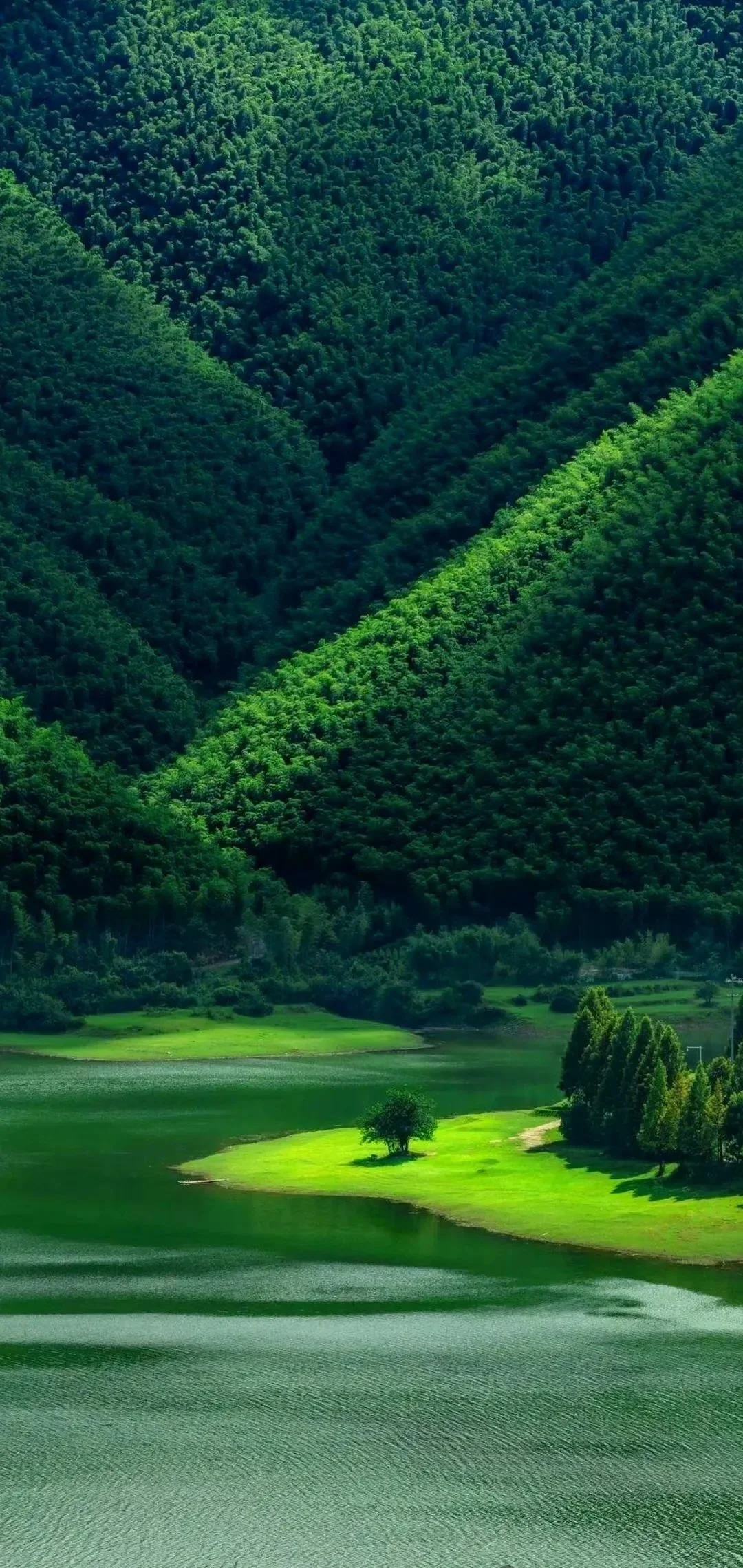 wallpaper｜绿色系静谧壁纸🍃