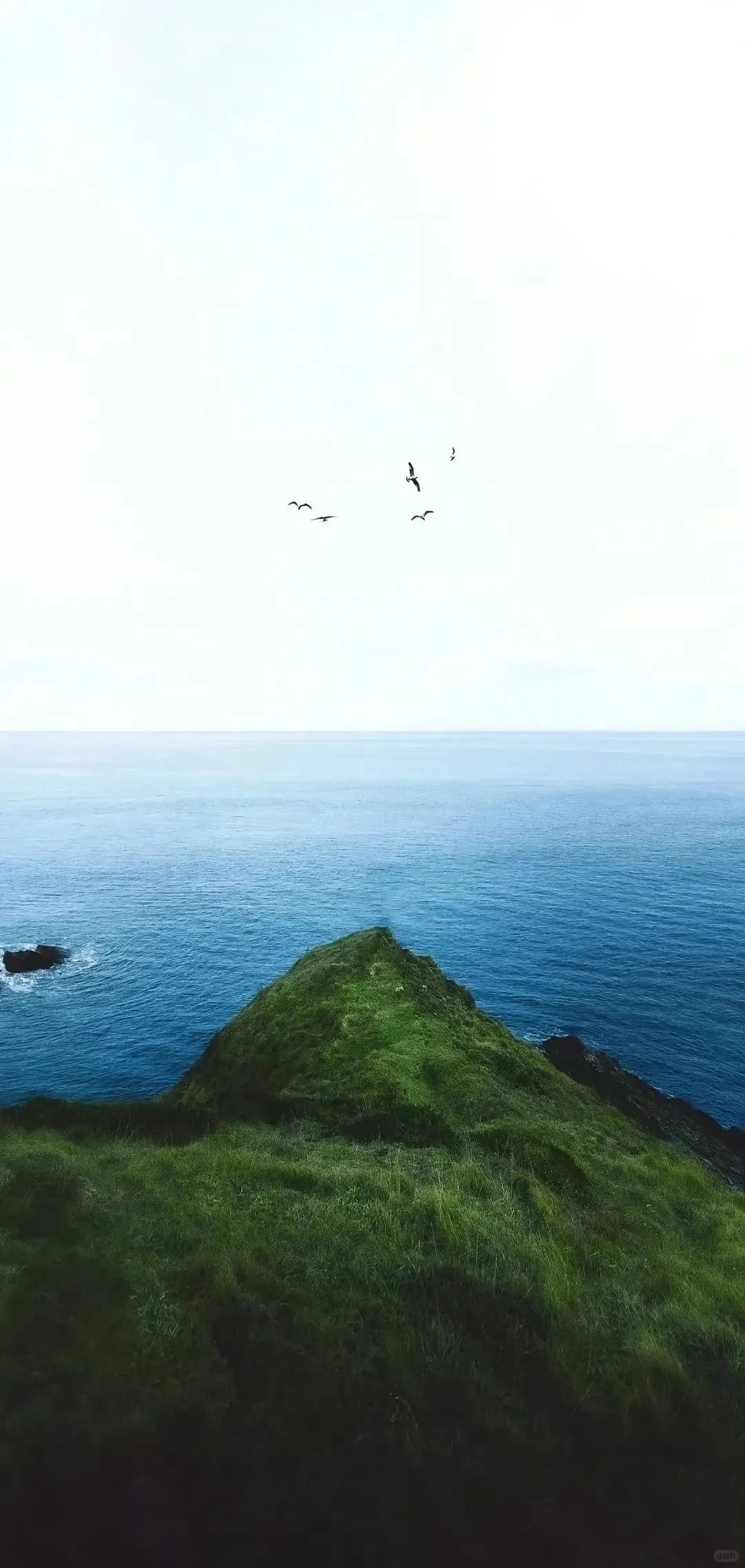 wallpaper｜绿色系静谧壁纸🍃