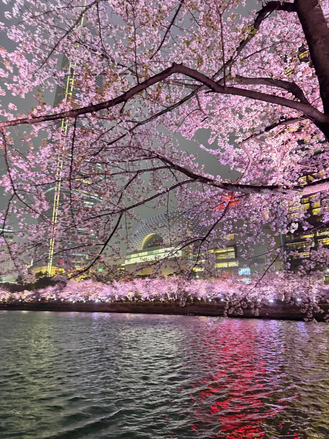 十张极品夜樱oive图｜未使用