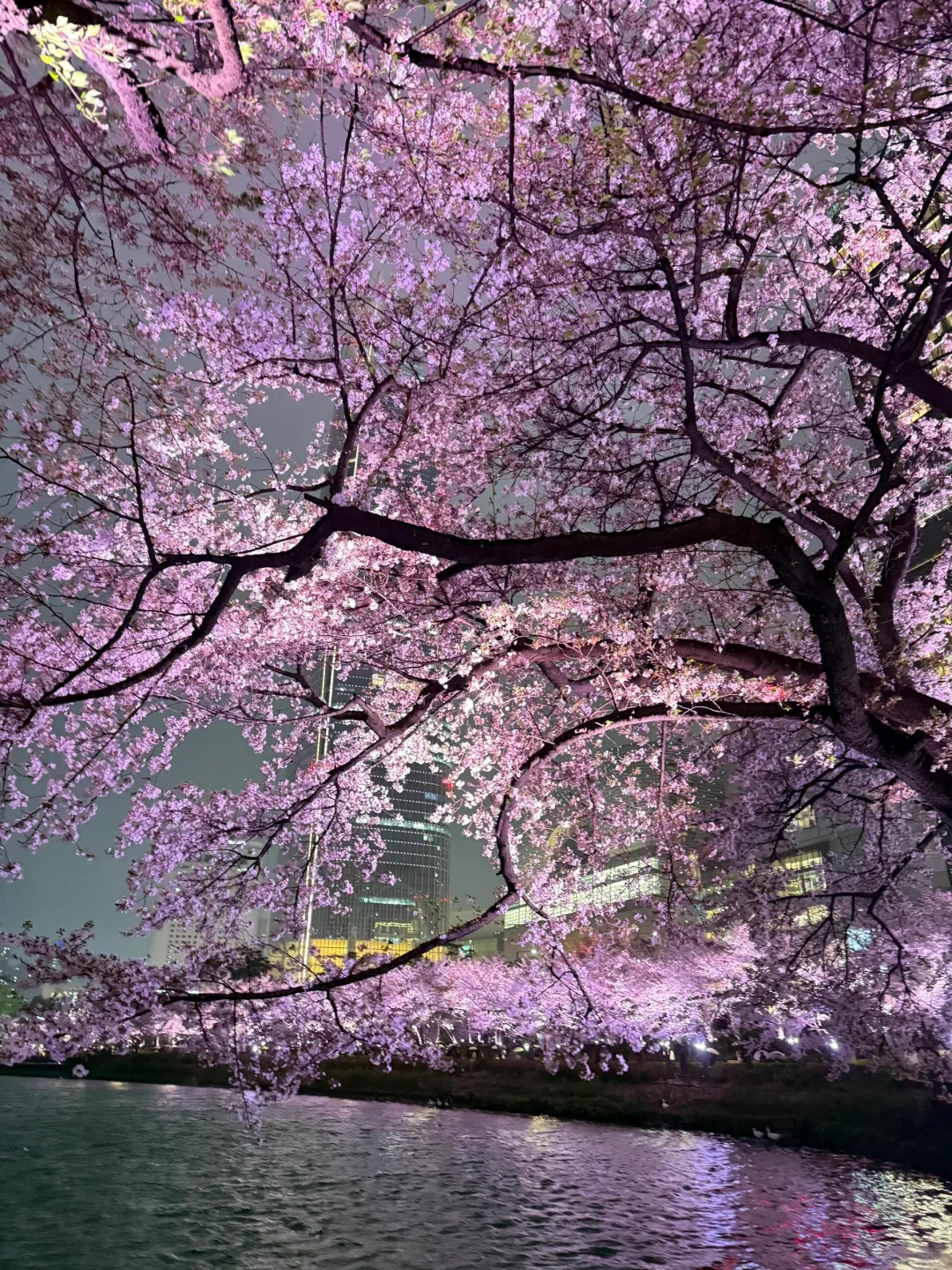 十张极品夜樱oive图｜未使用
