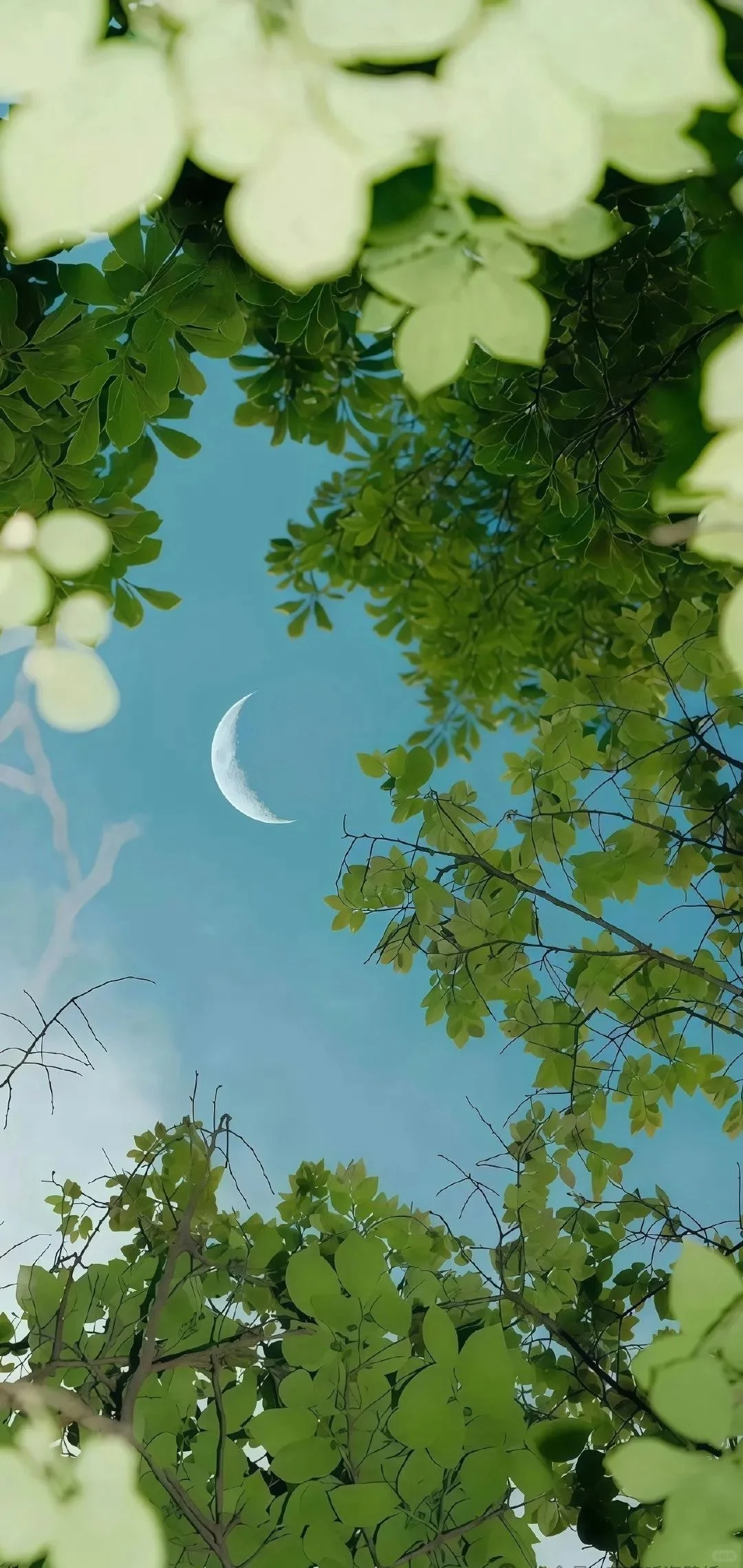 wallpaper｜绿色系静谧壁纸🍃