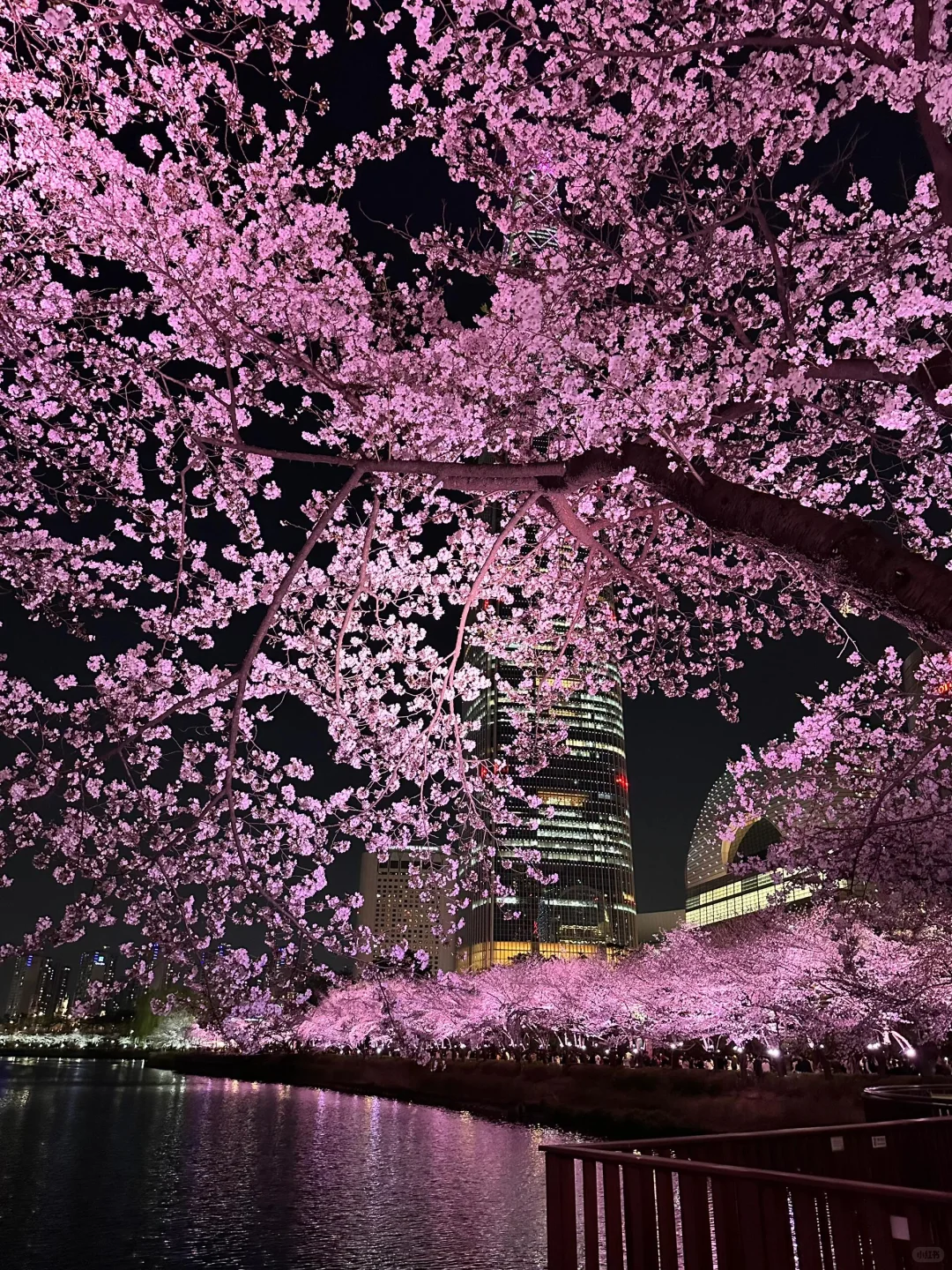 十张极品夜樱oive图｜未使用