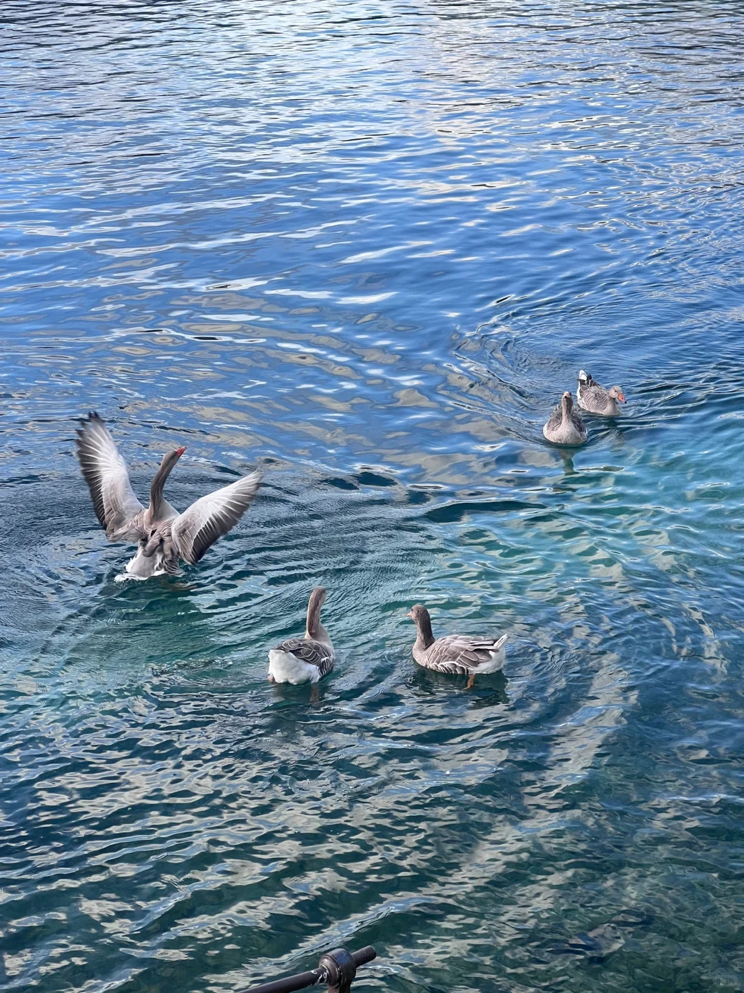 日内瓦永恒的秋天