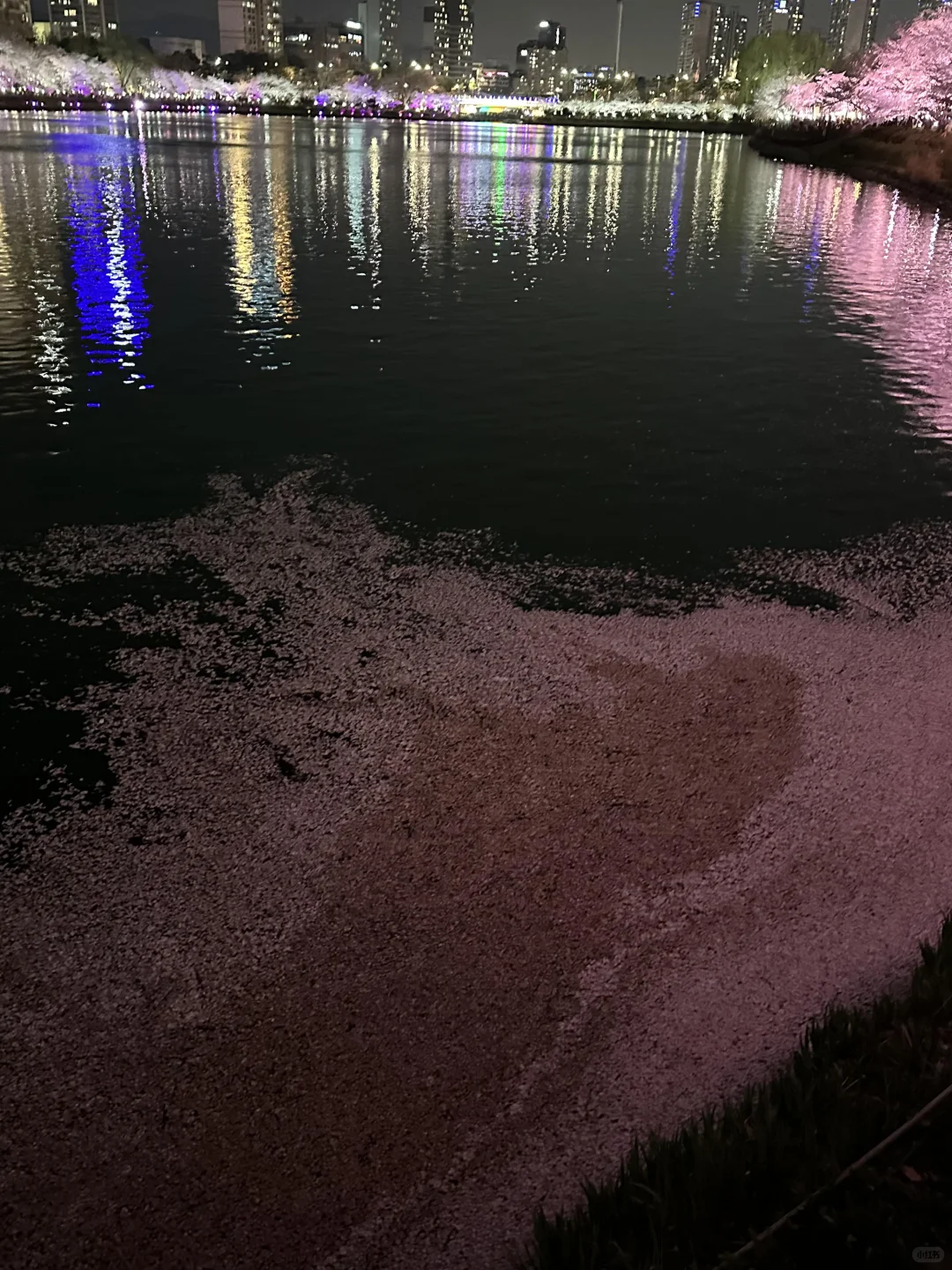 十张极品夜樱oive图｜未使用