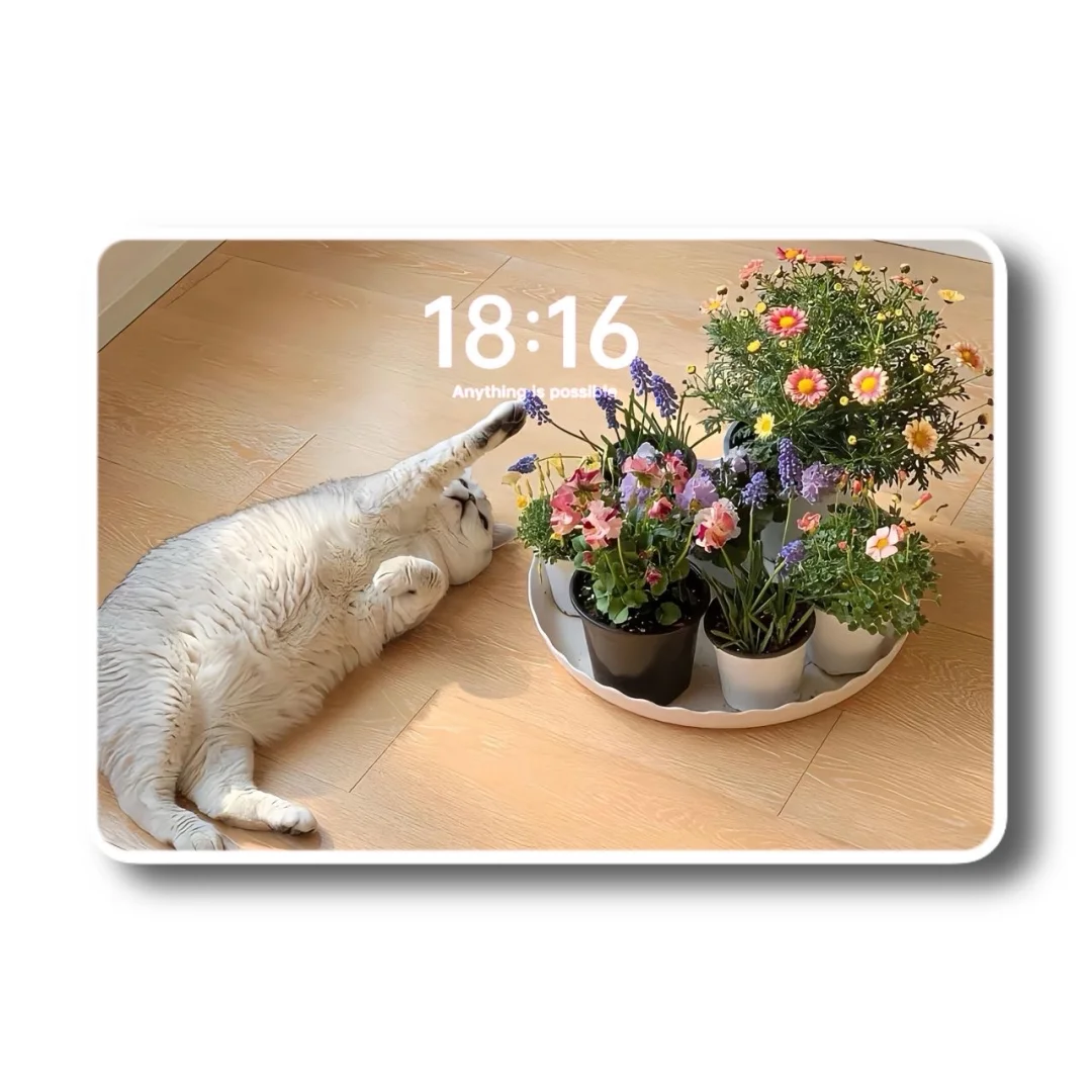 iPad壁纸💛猫猫狗狗