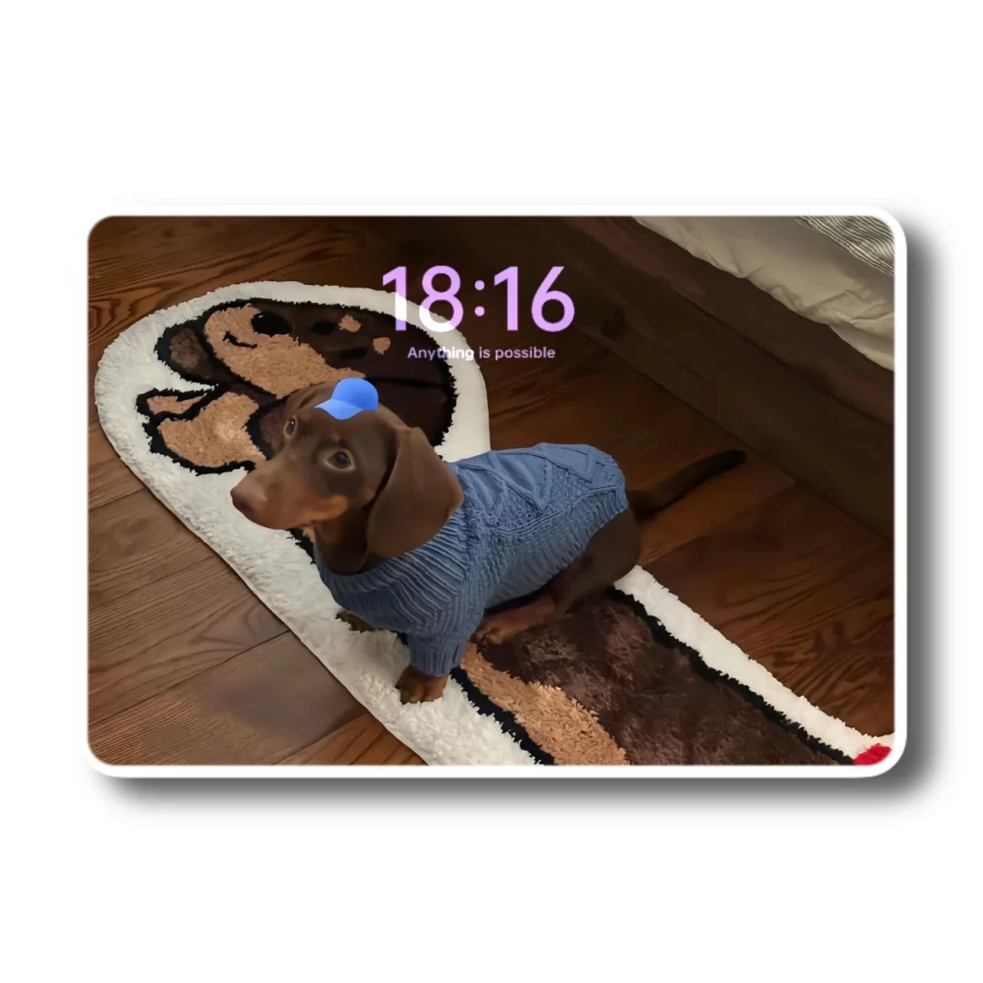 iPad壁纸💛猫猫狗狗