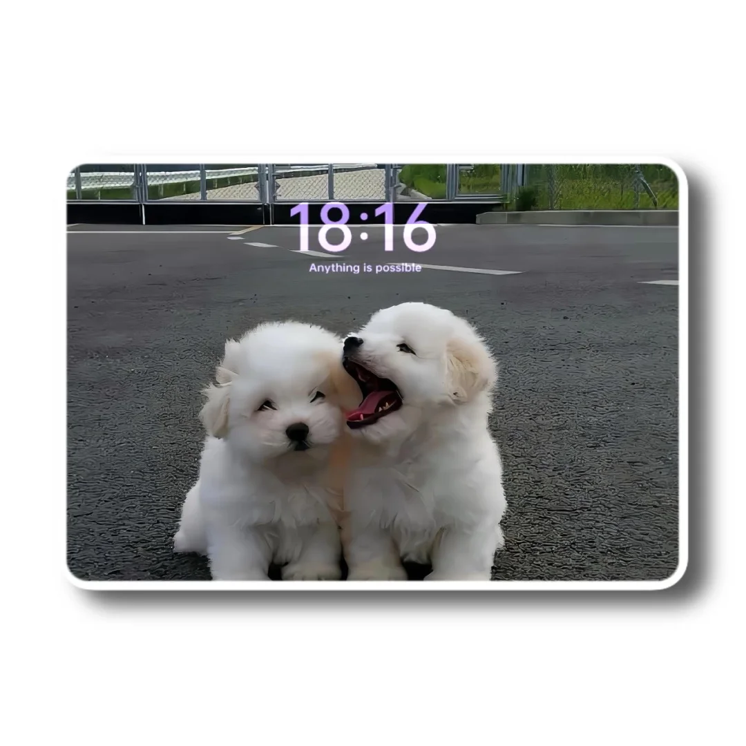 iPad壁纸💛猫猫狗狗