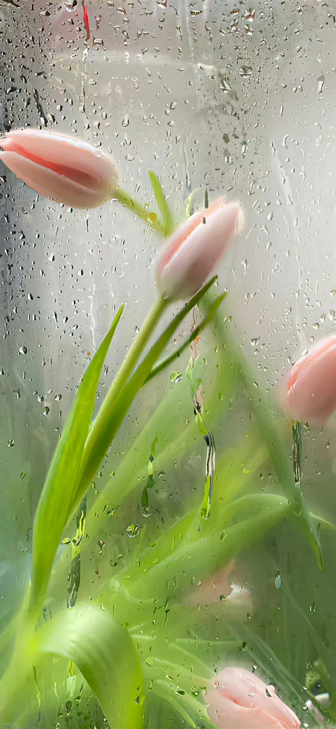 一组对眼睛很友好的绿色壁纸🥰