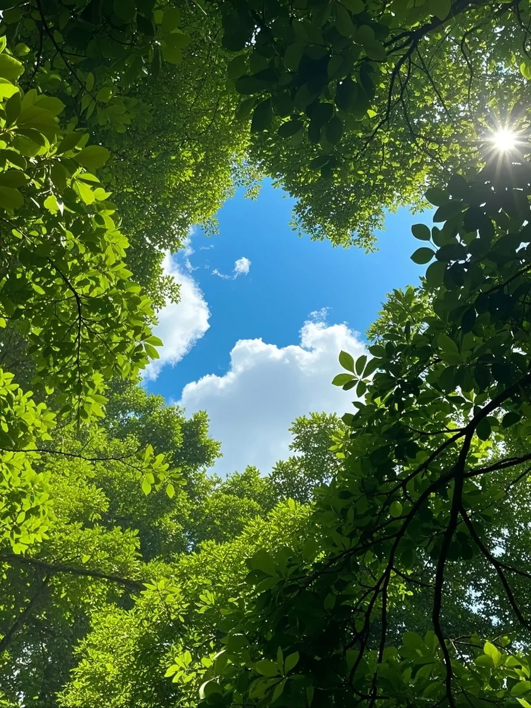 找到一个有树荫的阳光明媚的地方🌳