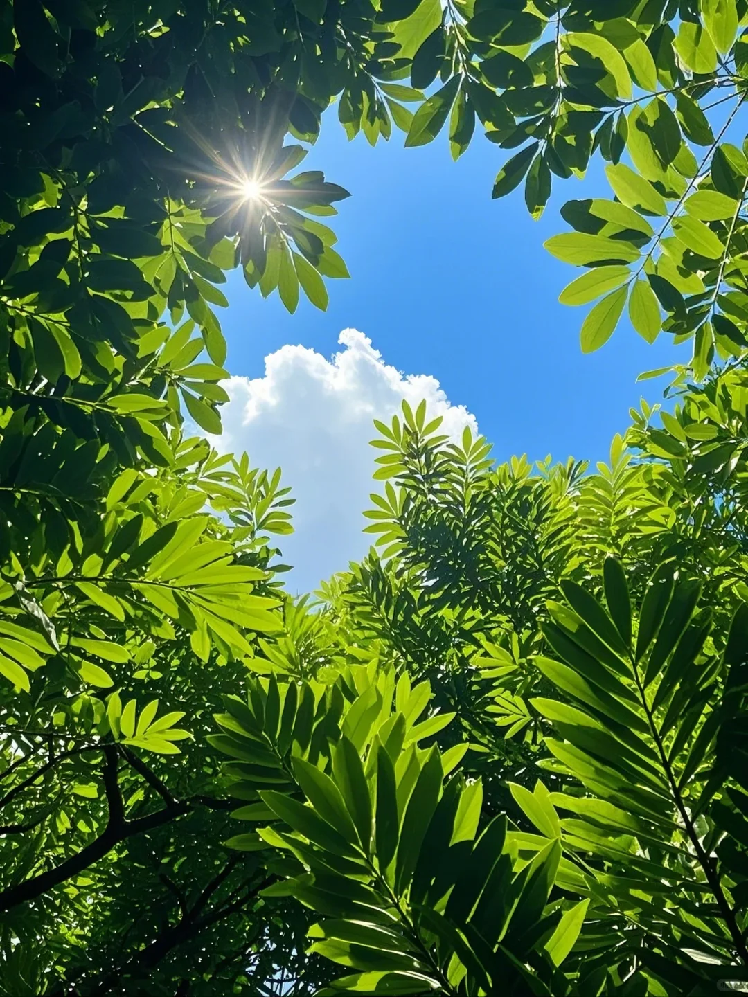 找到一个有树荫的阳光明媚的地方🌳