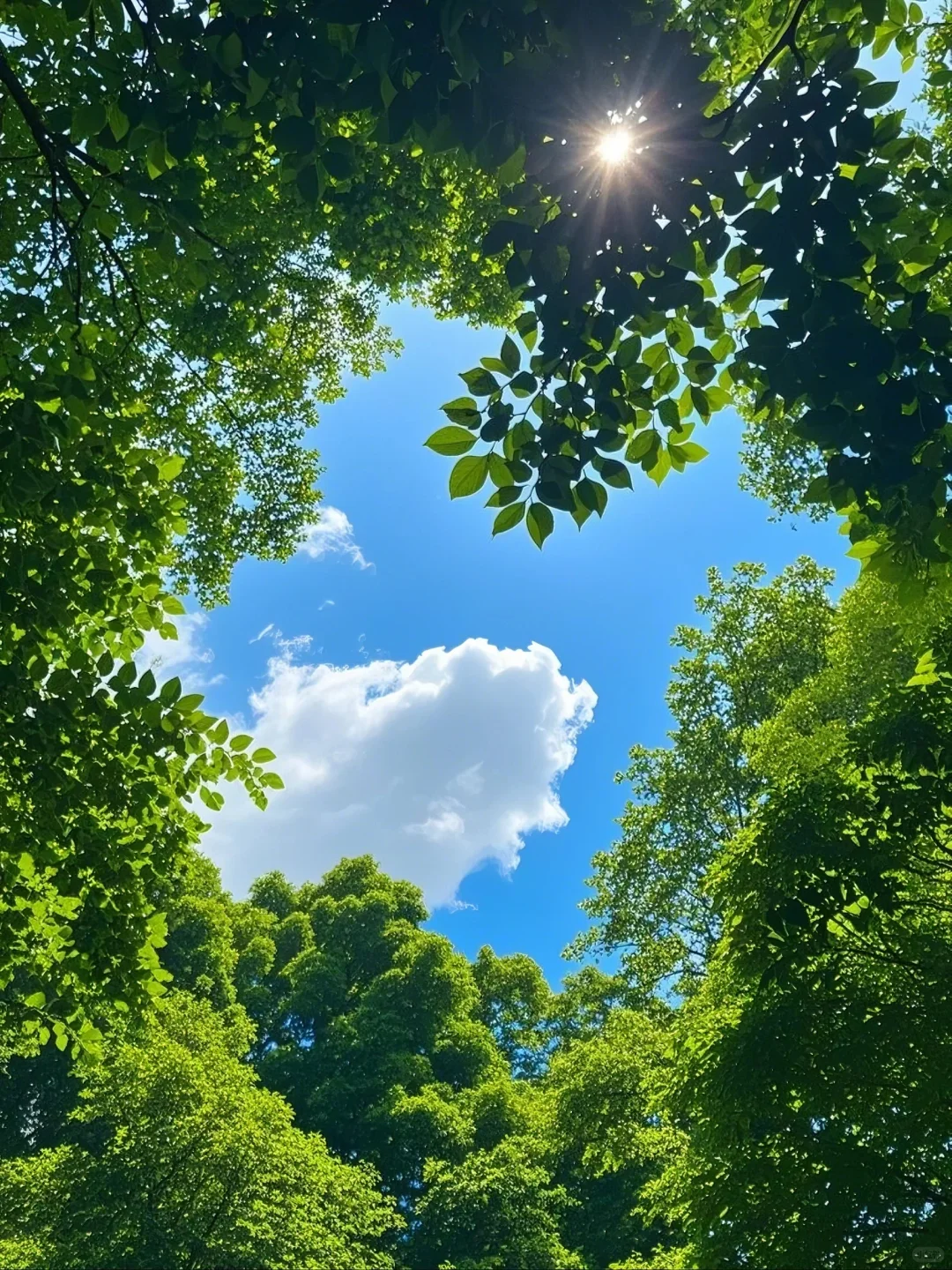 找到一个有树荫的阳光明媚的地方🌳